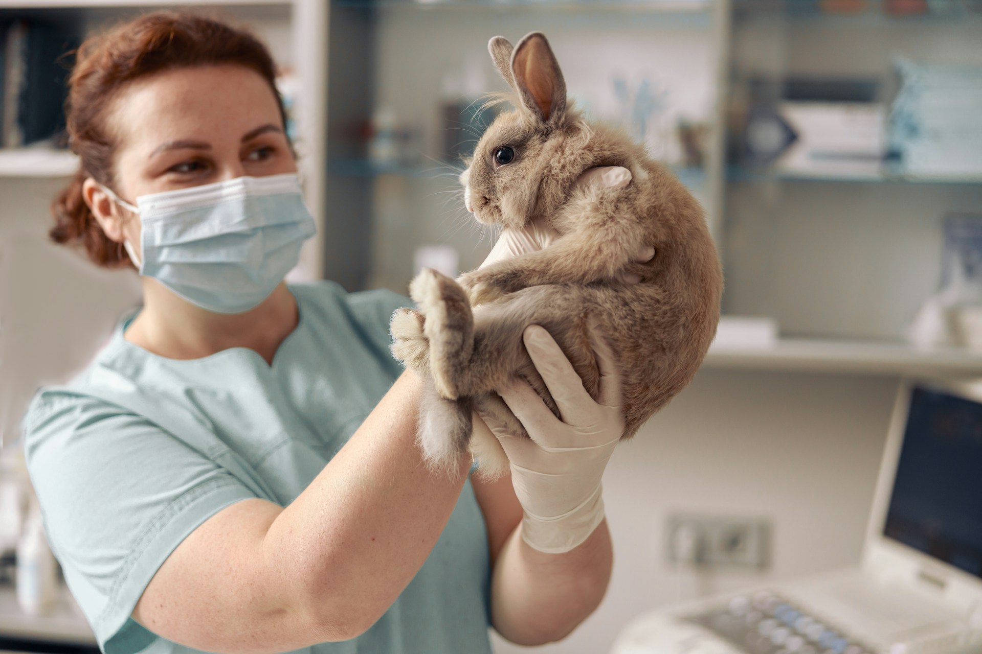 A vet examining a brown rabbit at a clinic