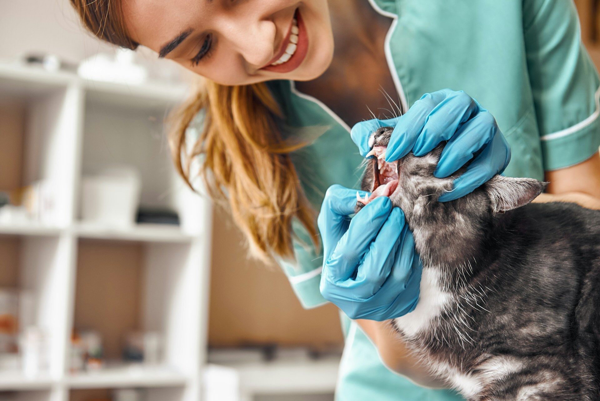 A vet examining a cat's teeth at a clinic