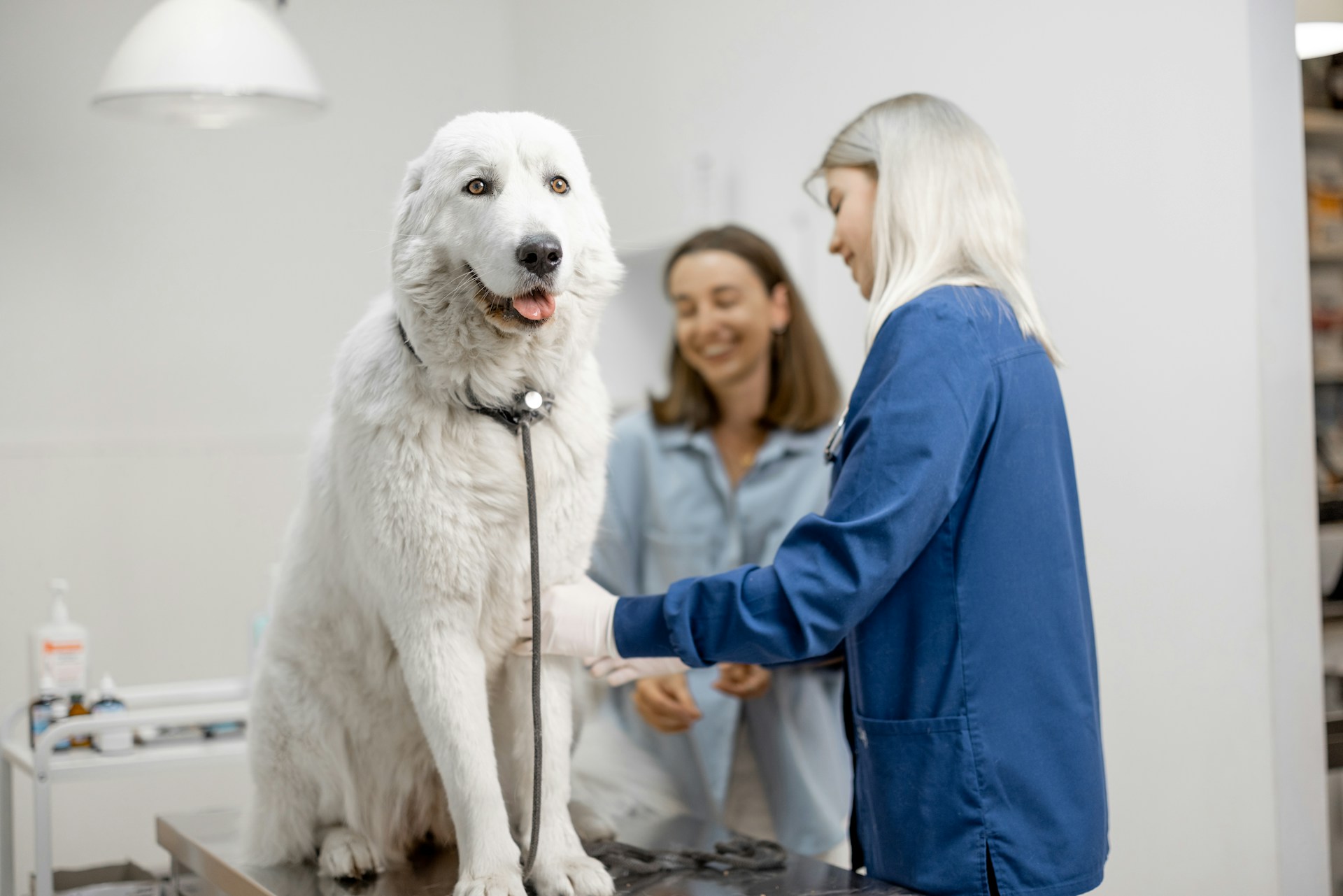 A white dog getting examined at a vet's clinic