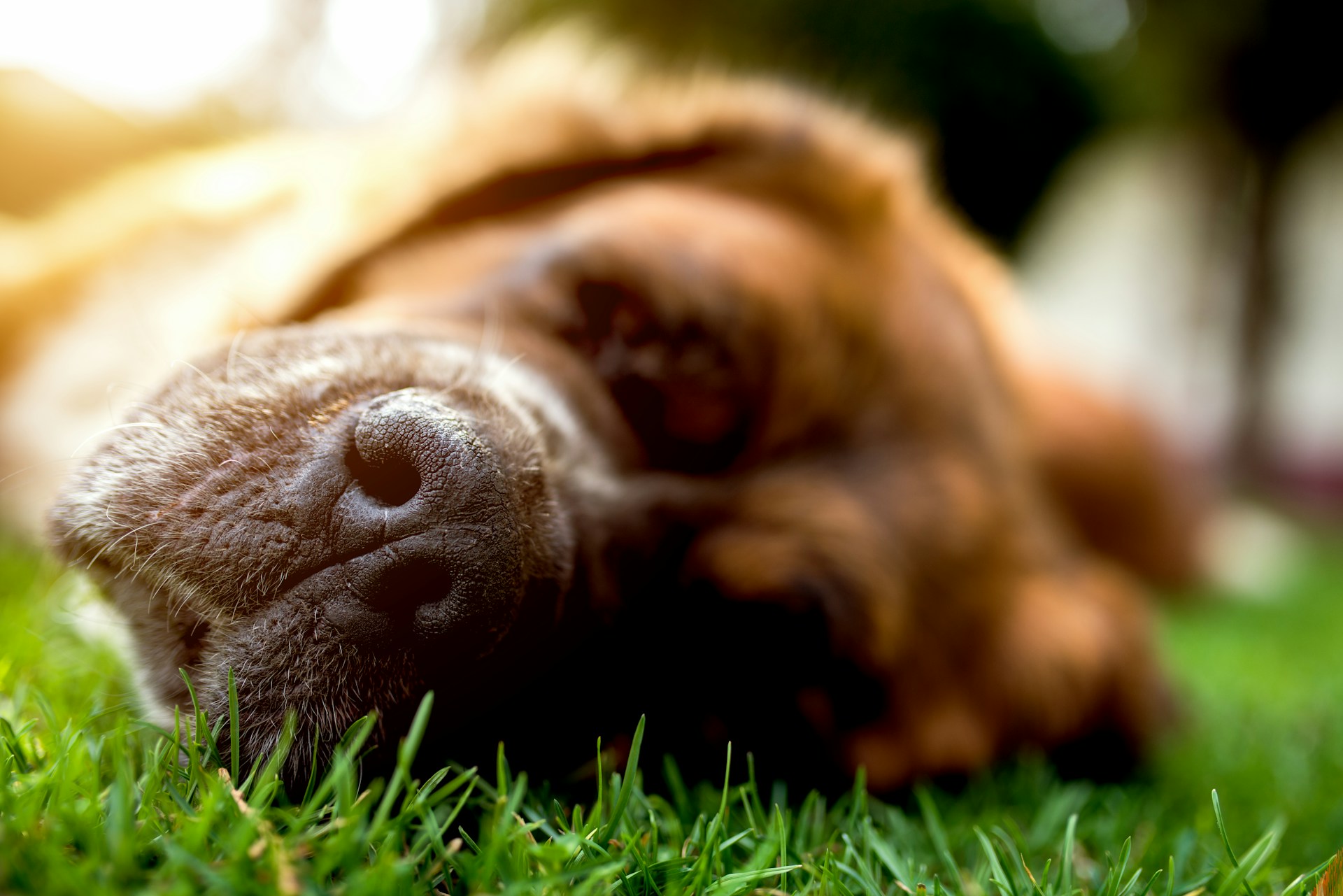 A lethargic dog lying on the grass