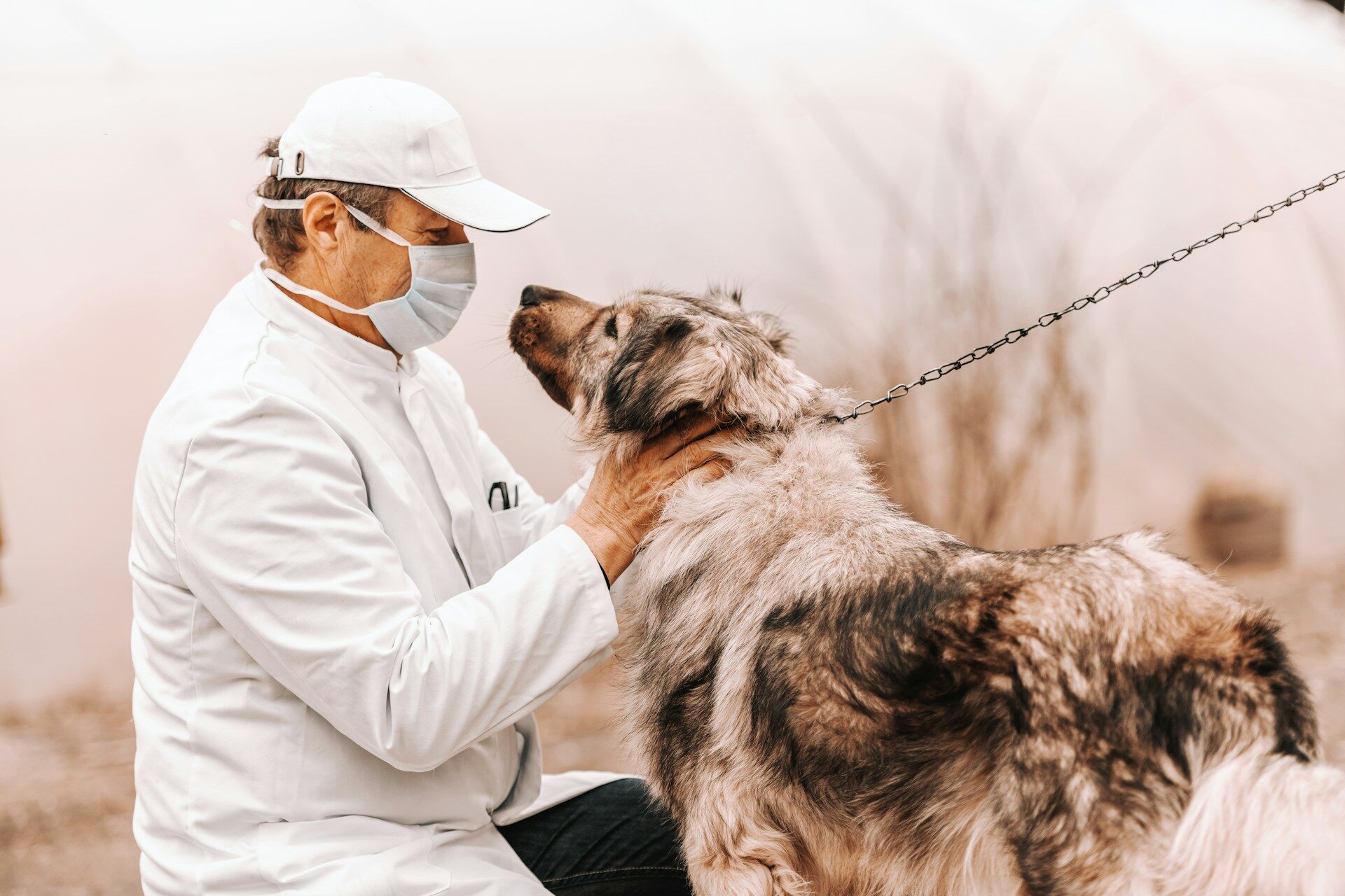 A vet wearing a mask inspecting a dog on a leash