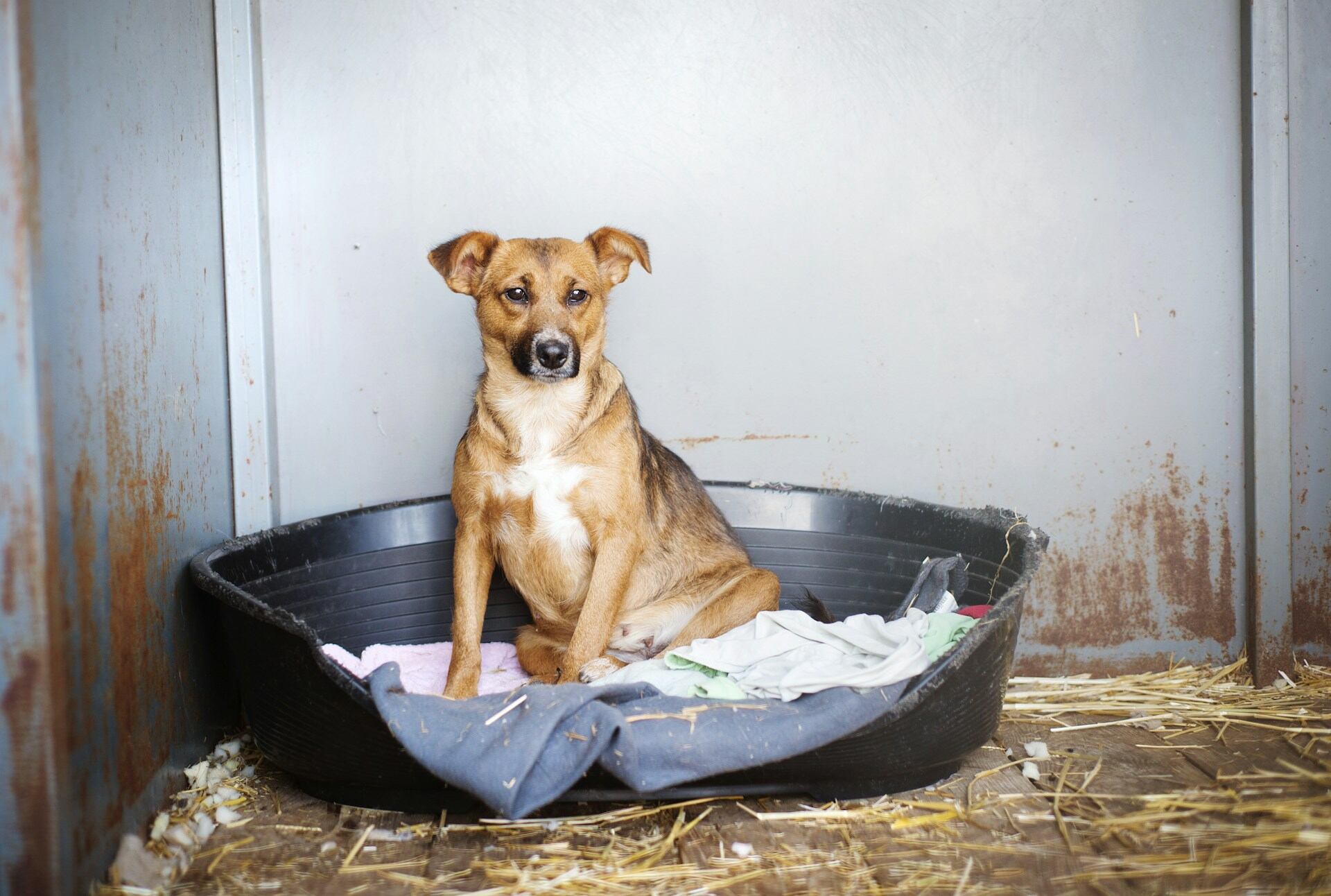 A sick dog sitting in a basket with a bundle of cloths