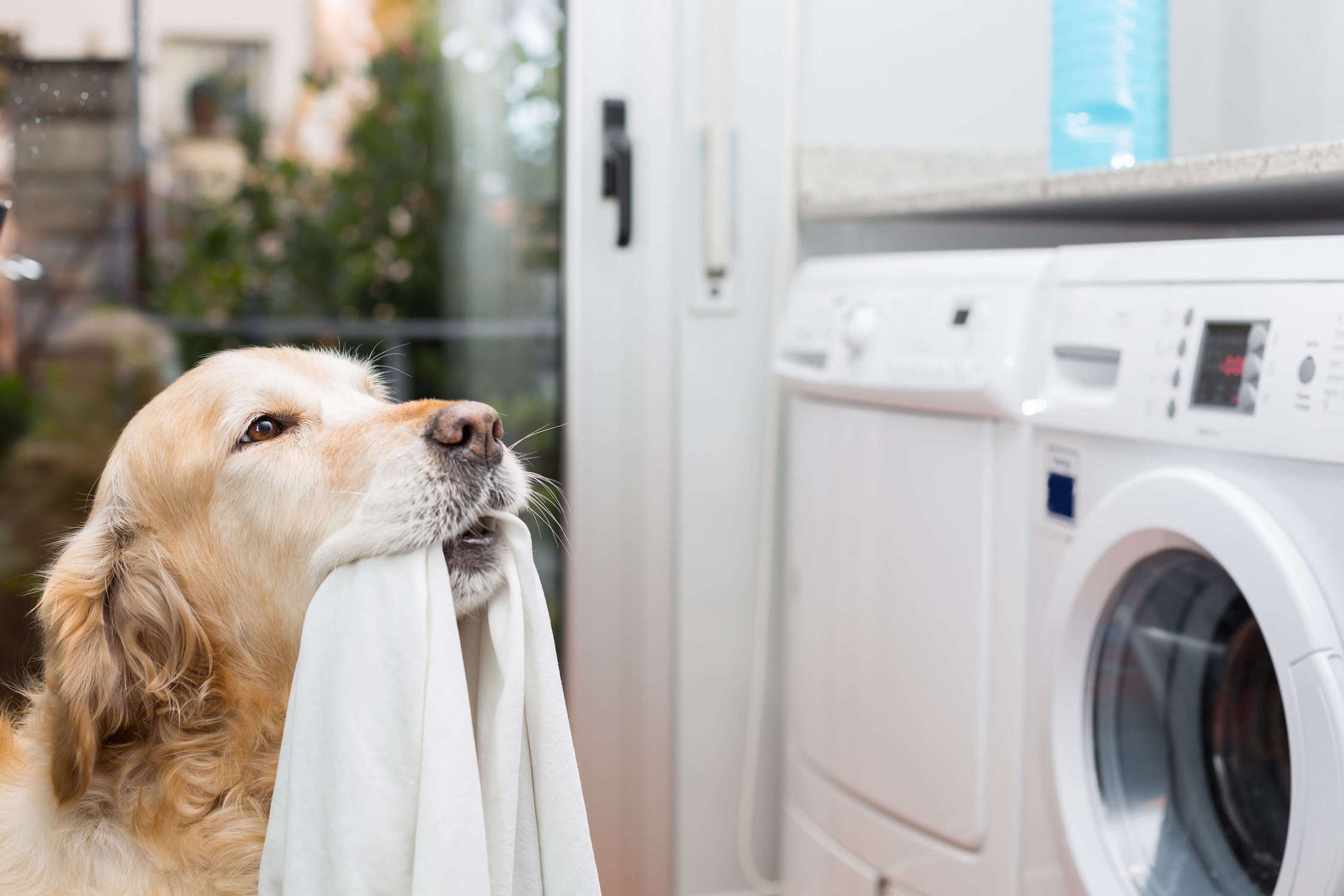 Golden Retriever mit Tuch im Mund steht vor Waschmaschine
