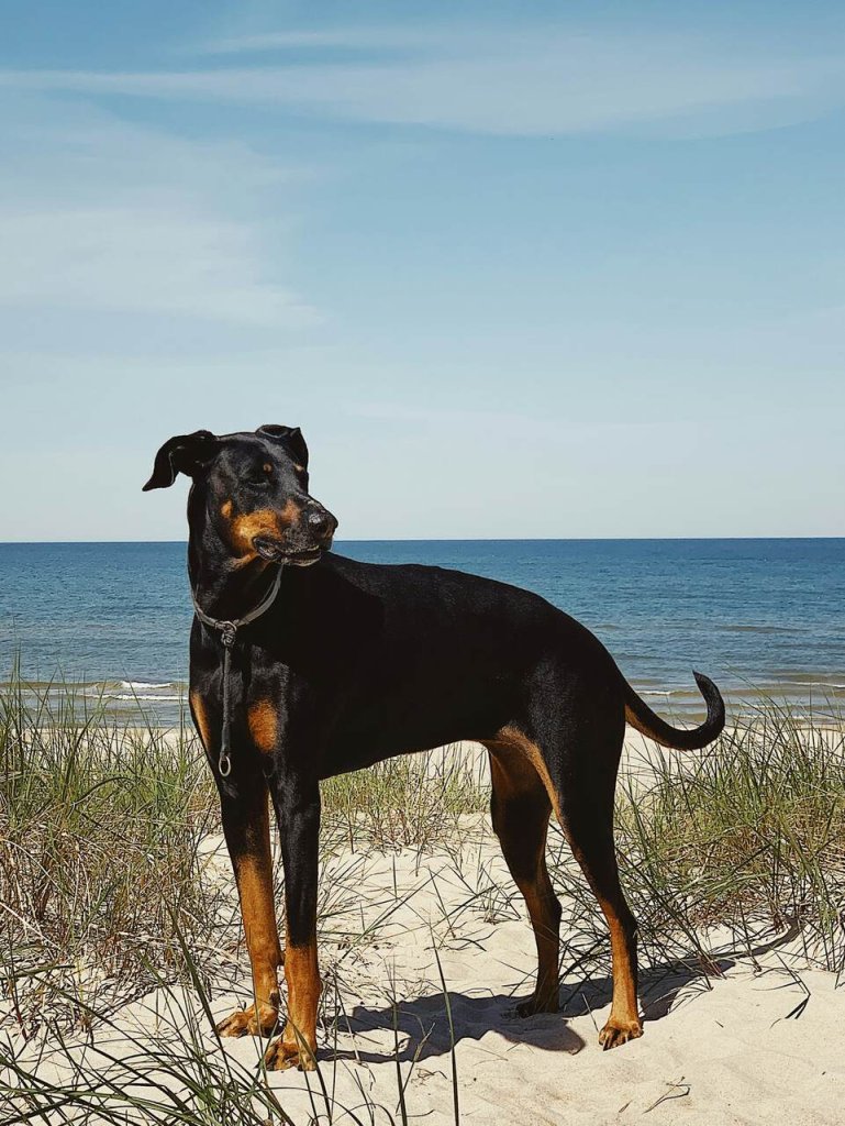 A Dobermann Pinscher standing by a beach