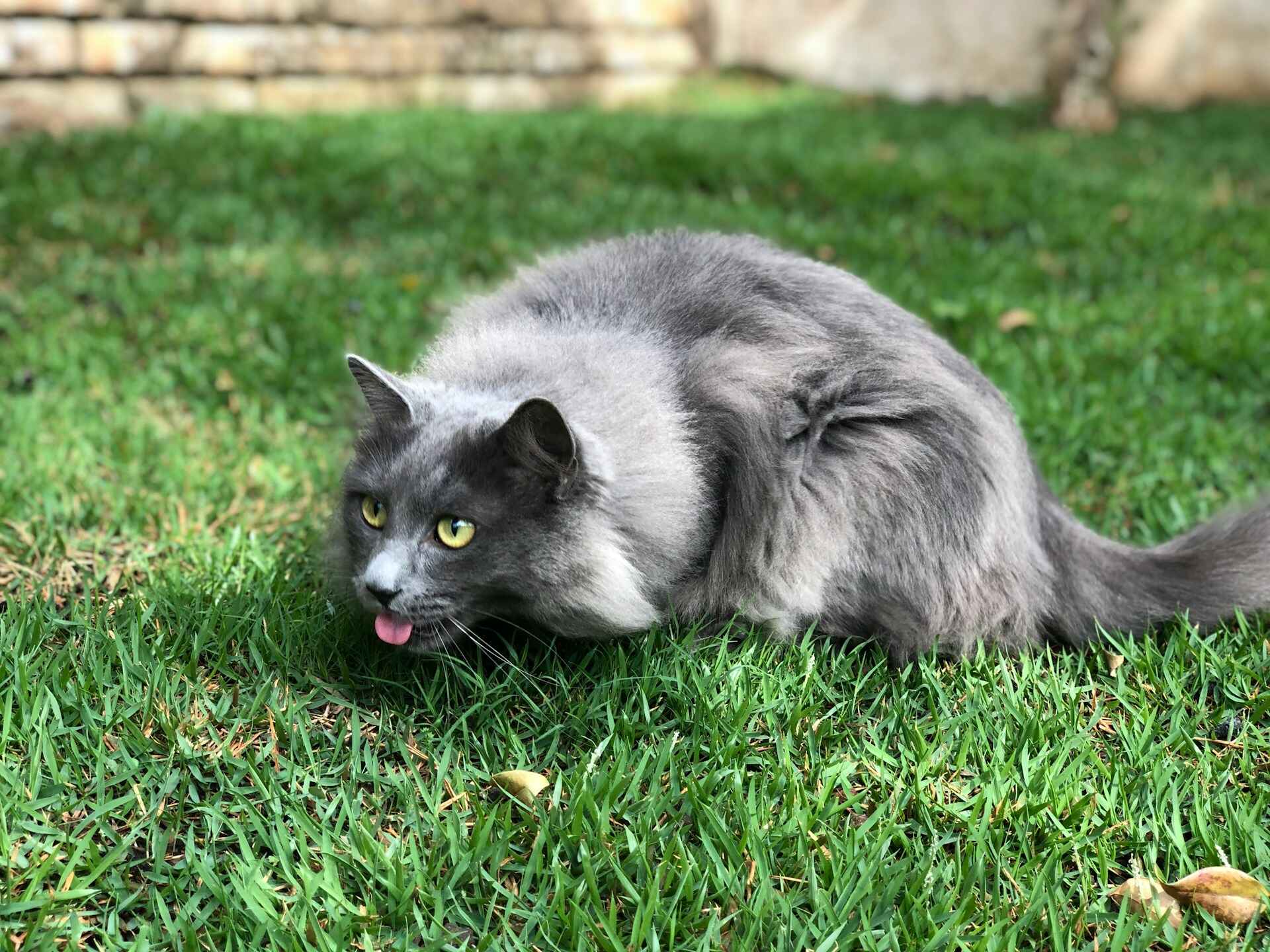 A grey cat exploring a grassy lawn