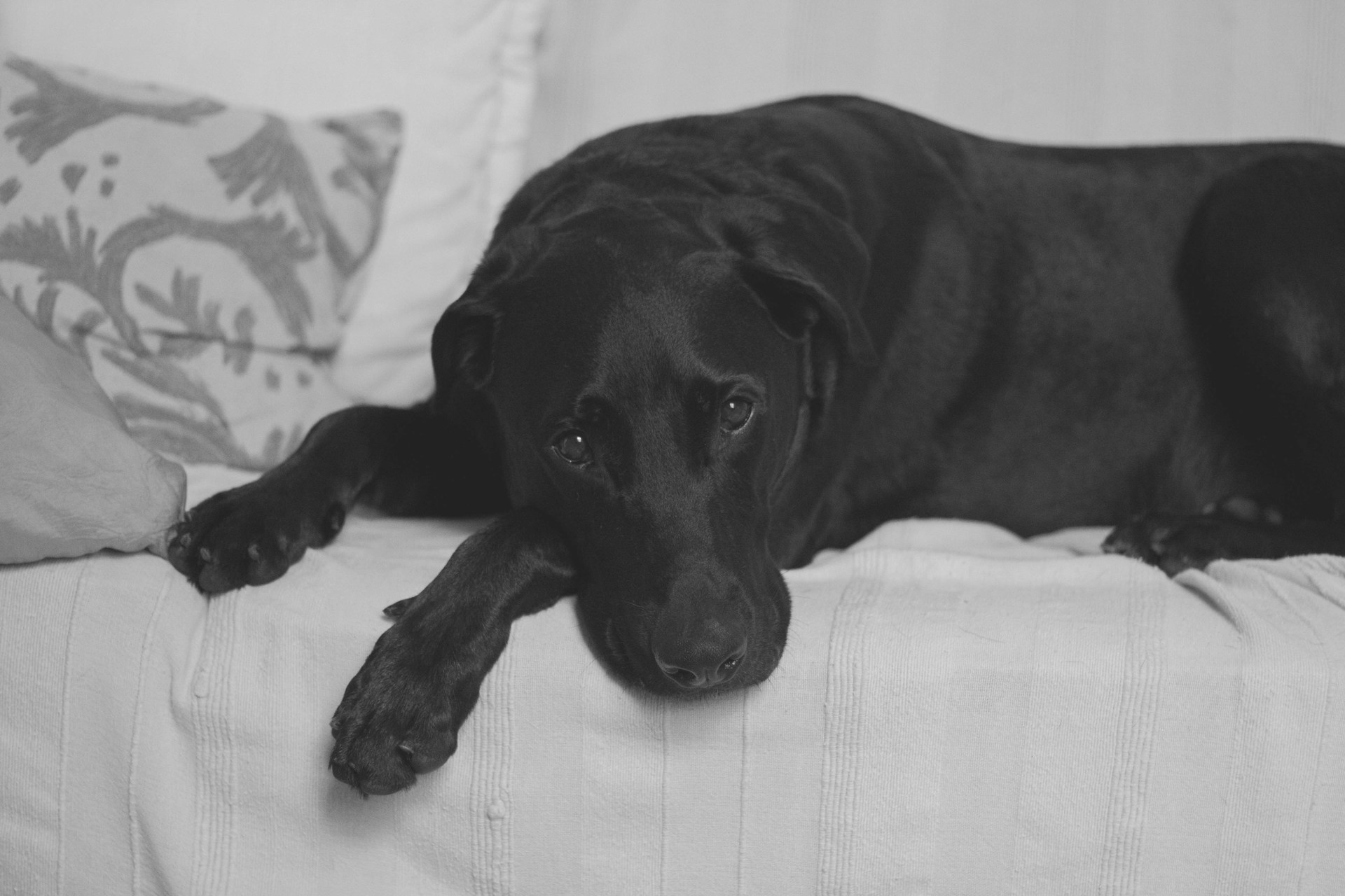 A black dog lying on a white couch