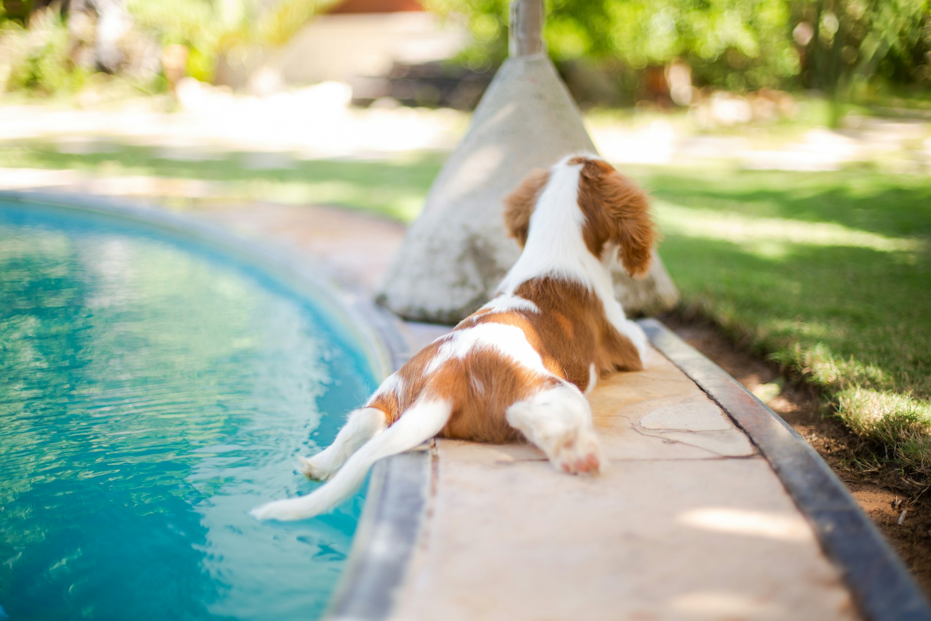 A small dog sitting by a swimming pool on a sunny day