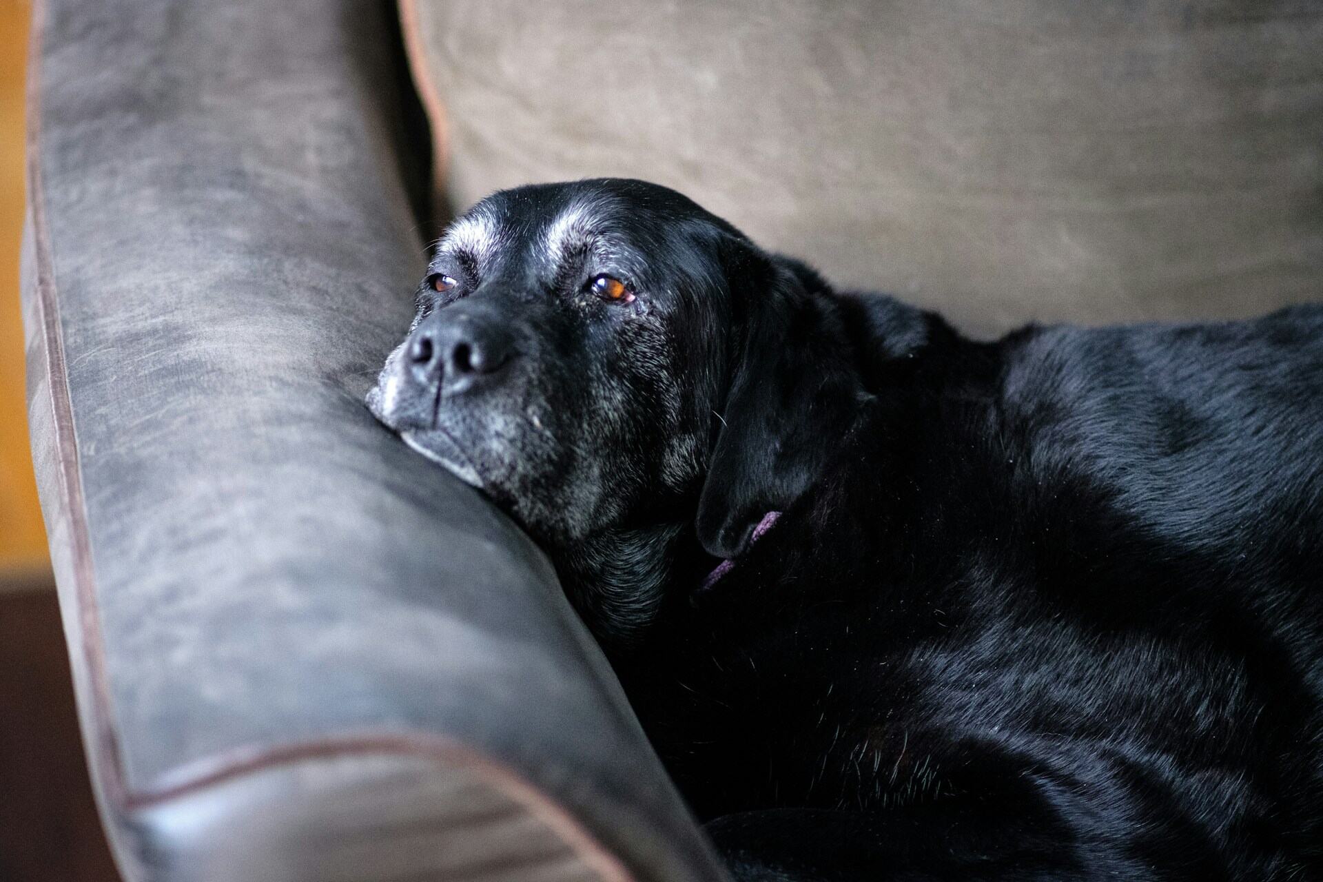 A senior dog lying on a couch