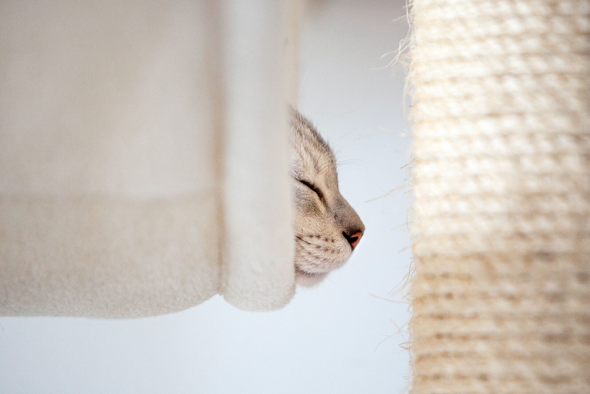 A cat resting on a vertical platform next to a scratching post