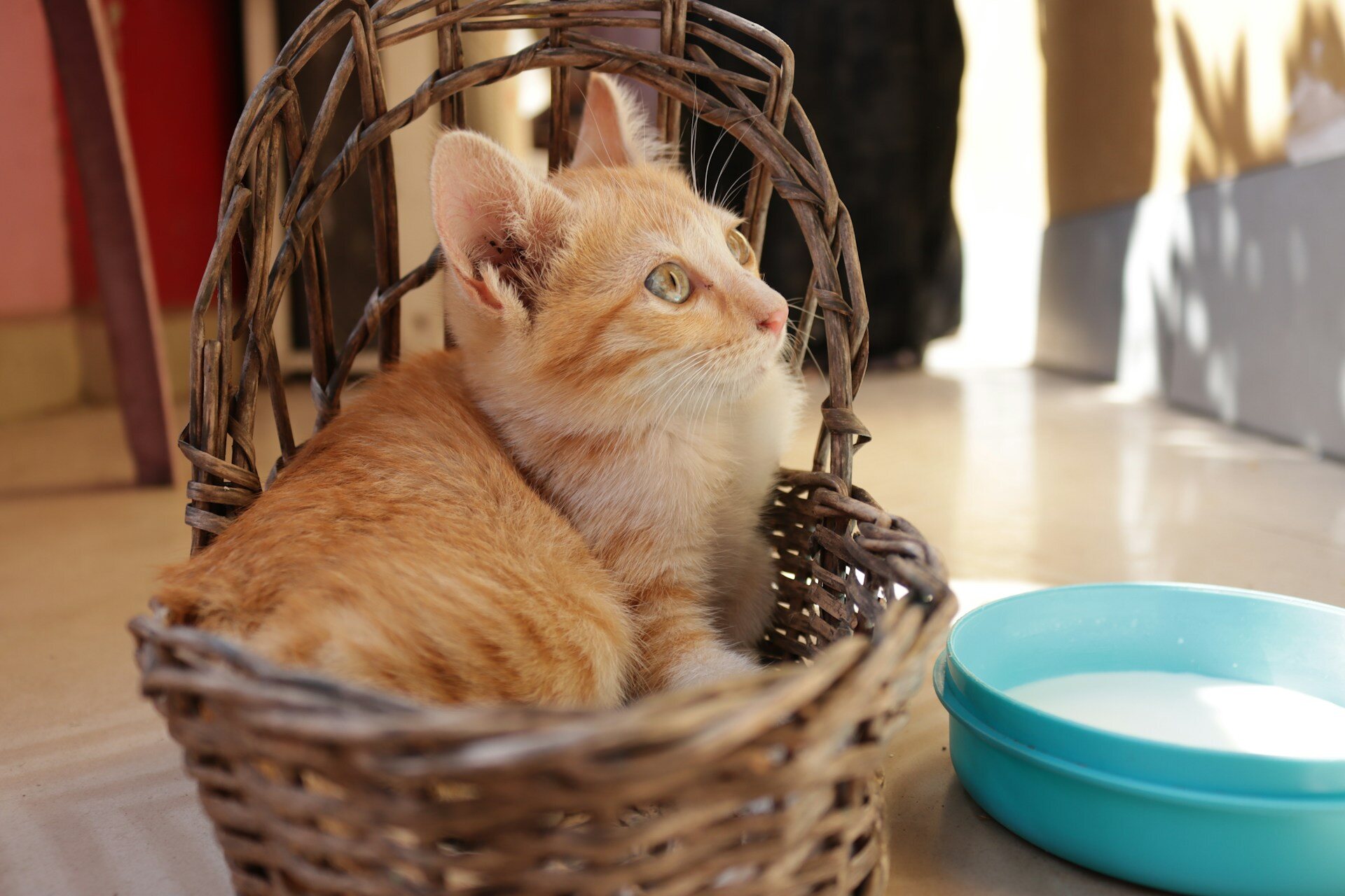 An orange cat sitting in a wicker basket next to a bowl of milk