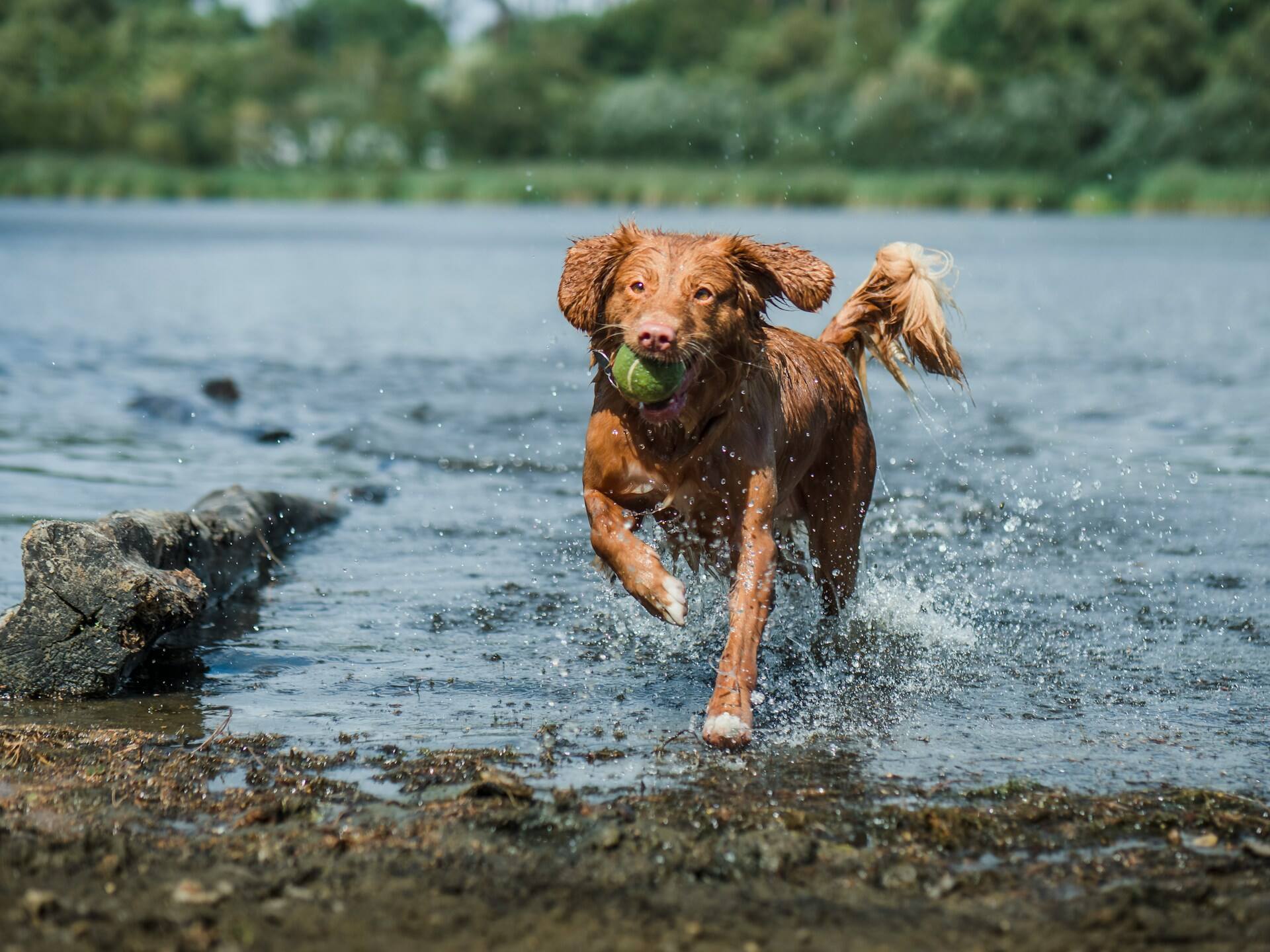 A brown dog splashing in a lake with a green ball in their mouth