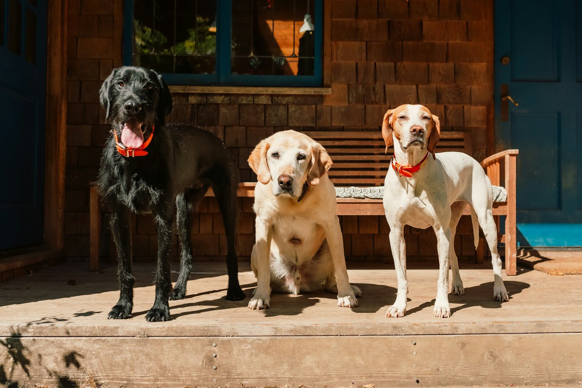 A group of dogs sitting on a sunny porch outside a house