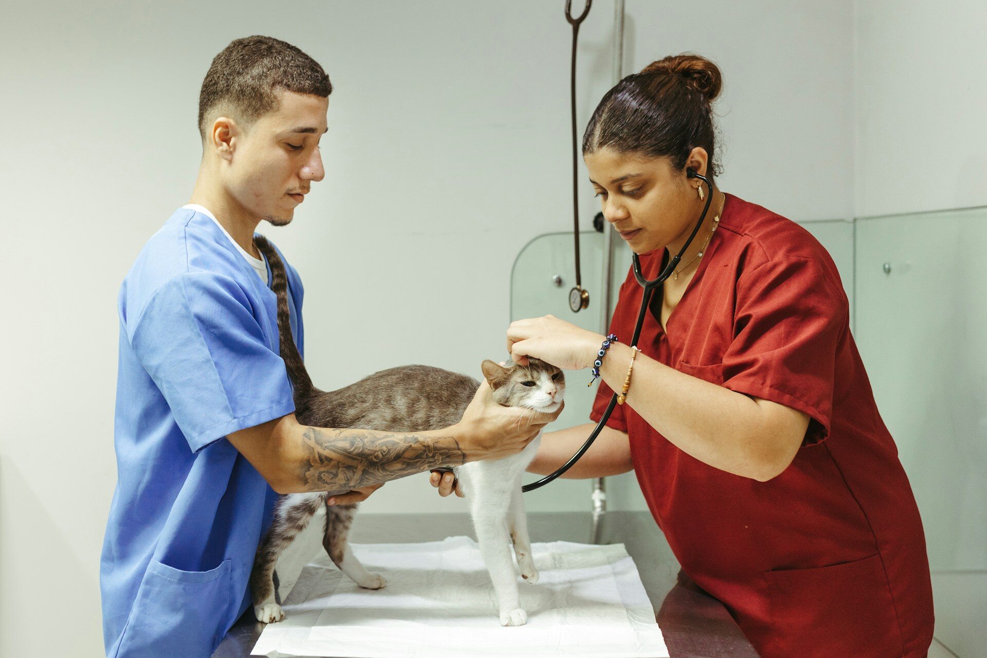 A pair of vets inspecting a cat's ears at their clinic