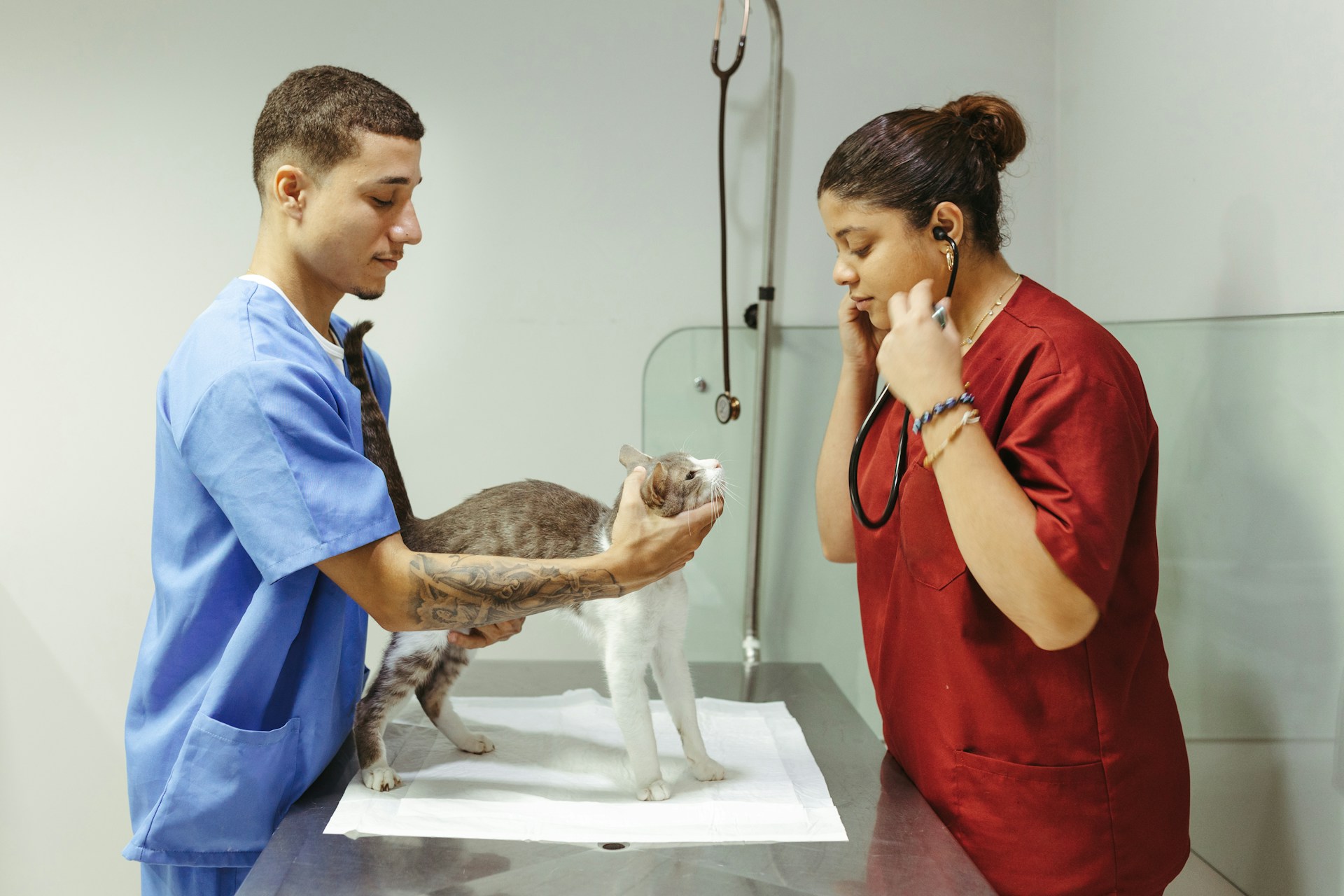 A pair of vets examining a cat at a clinic