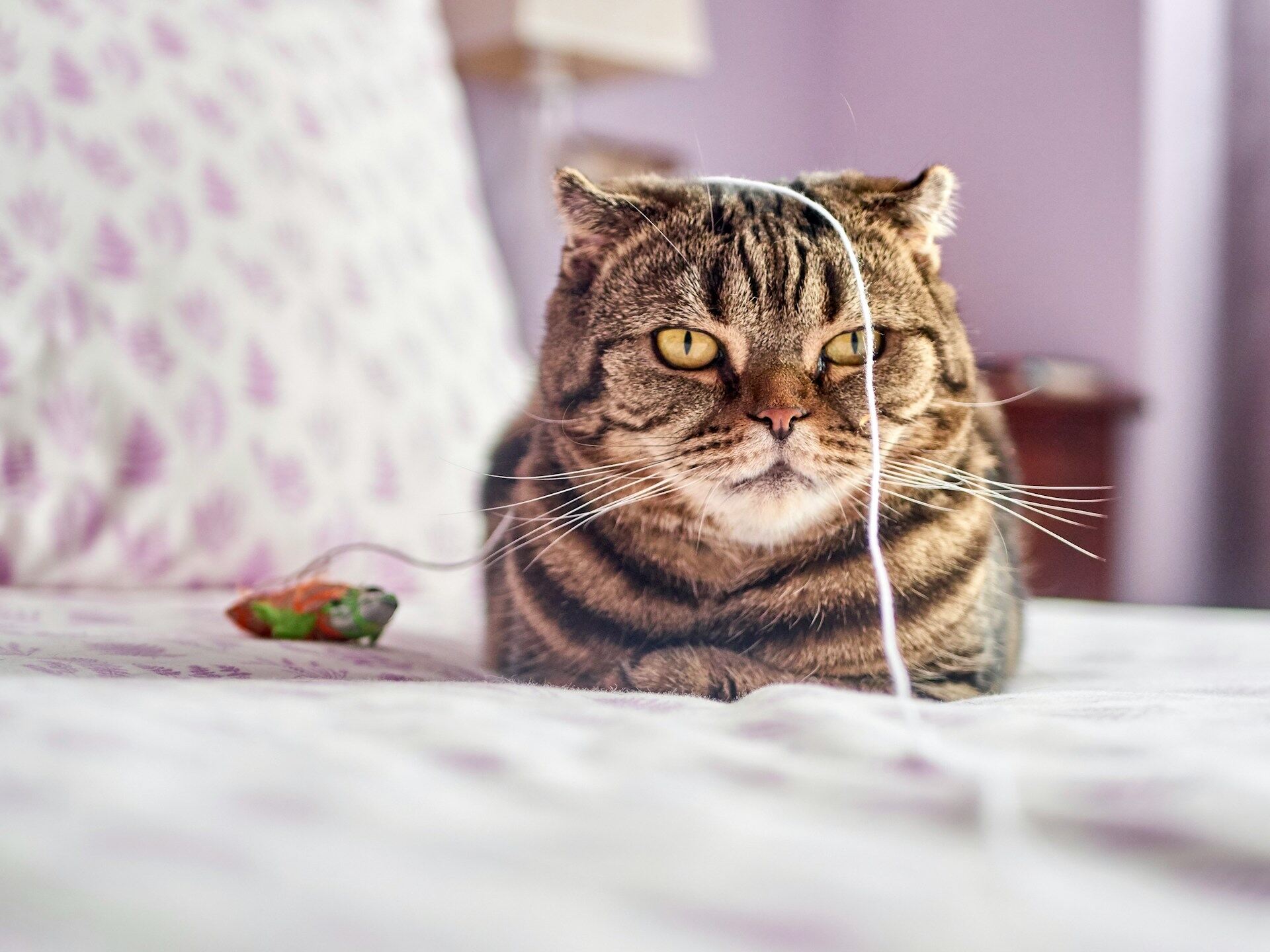 A cat sitting with a string toy on its head