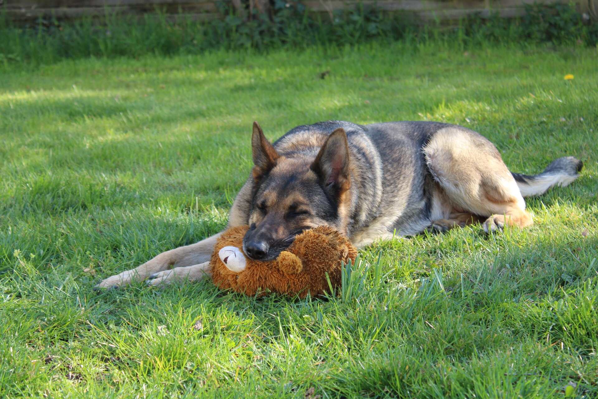 A German Shepherd sleeping in a lawn with a stuffed toy