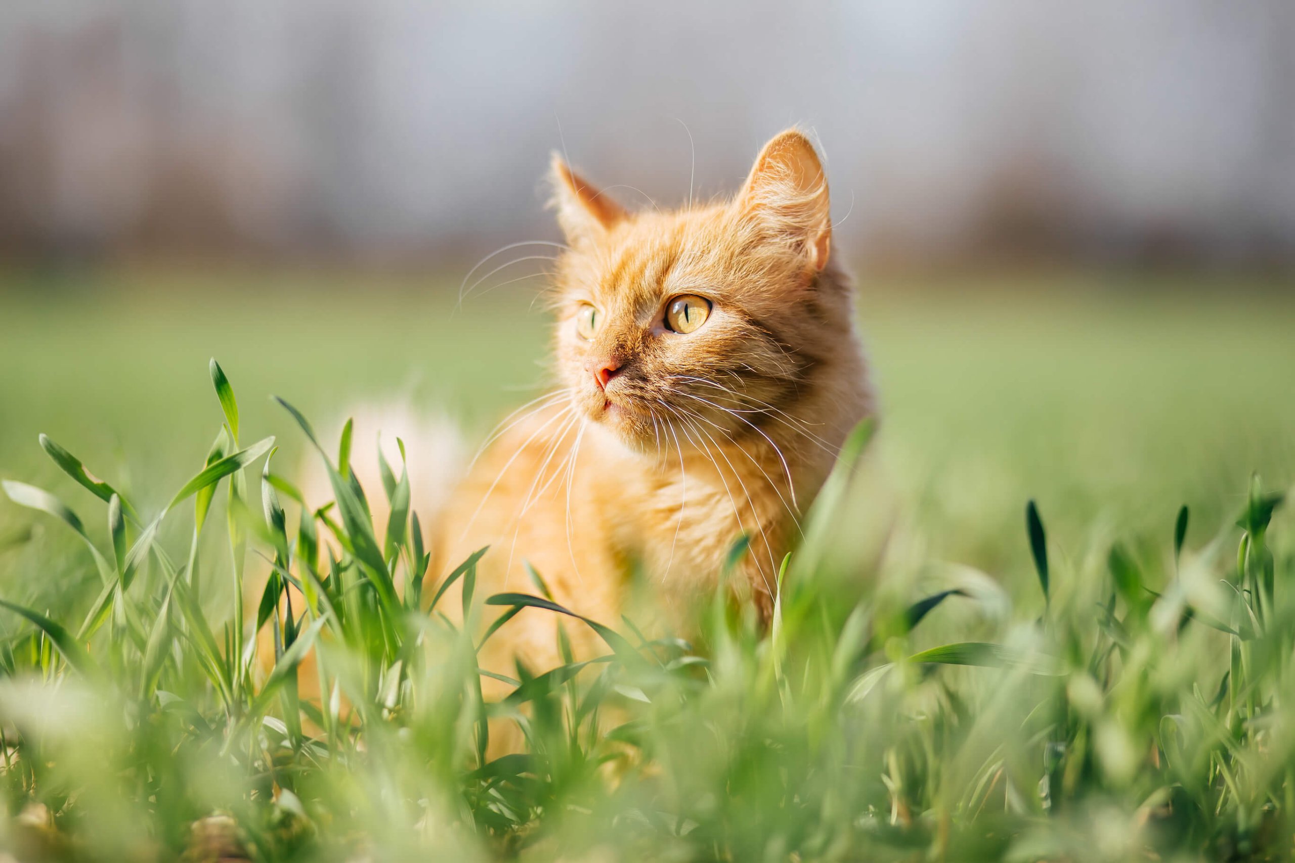 Kleines rötliches Kätzchen im Gras