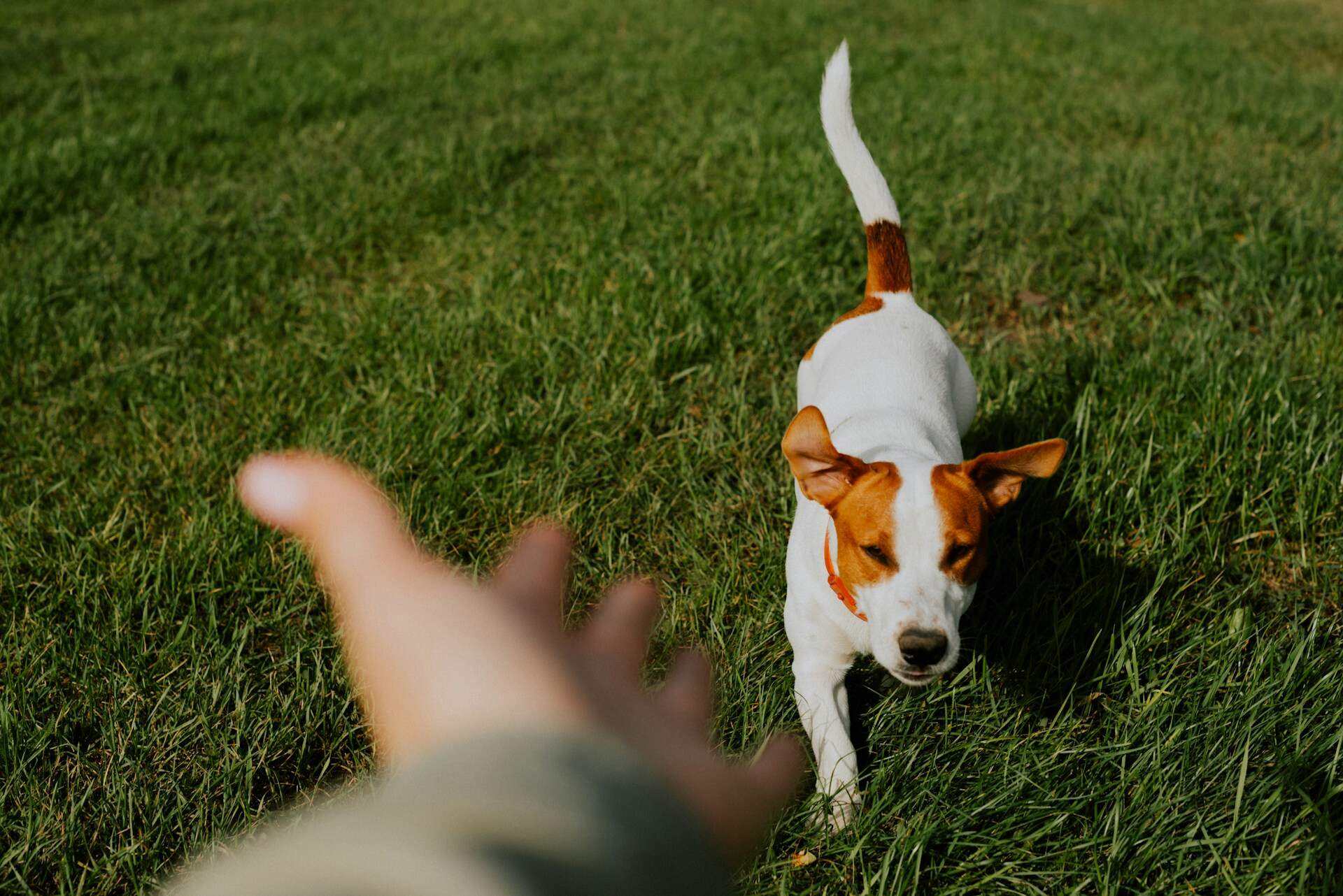 A Jack Rusell terrier walking on a grassy lawn