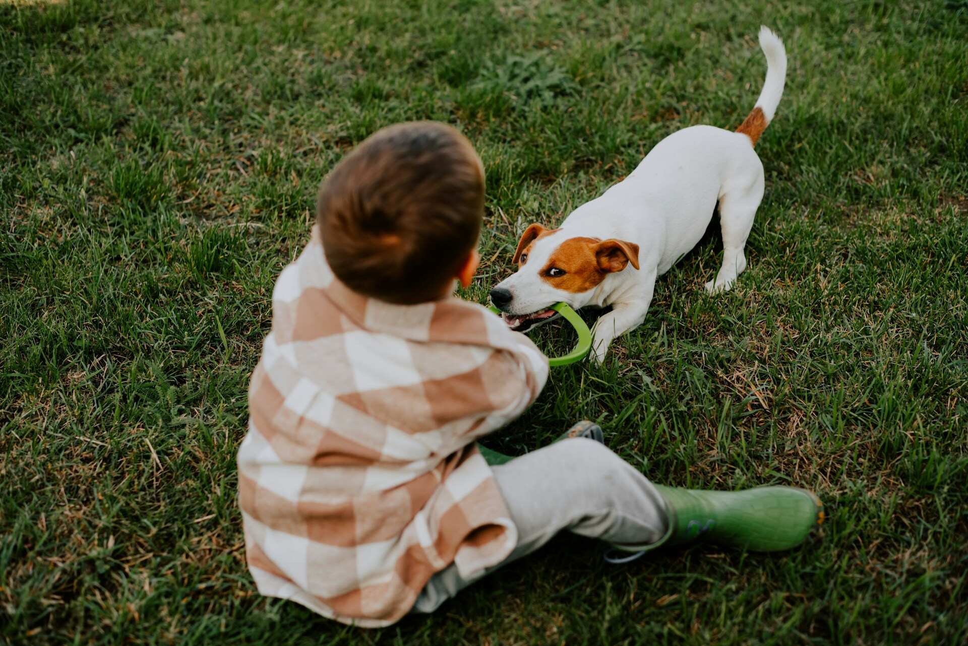 A boy playing tug of war with a Jack Russell terrier in the lawn