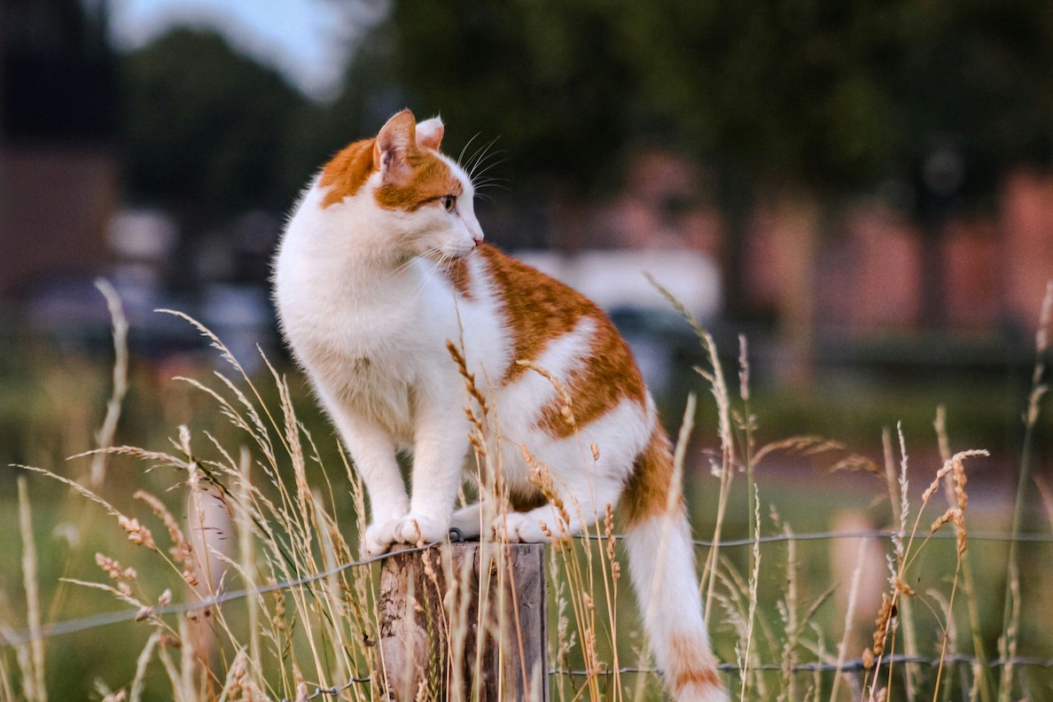 Katze sitzt auf Holzpfeiler in einem Feld
