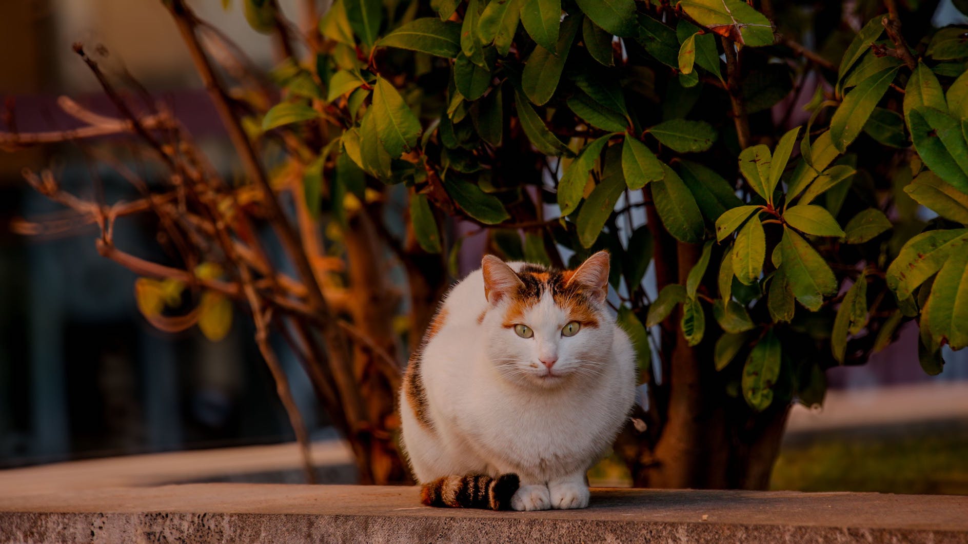 Katze sitzt draußen neben einem Strauch