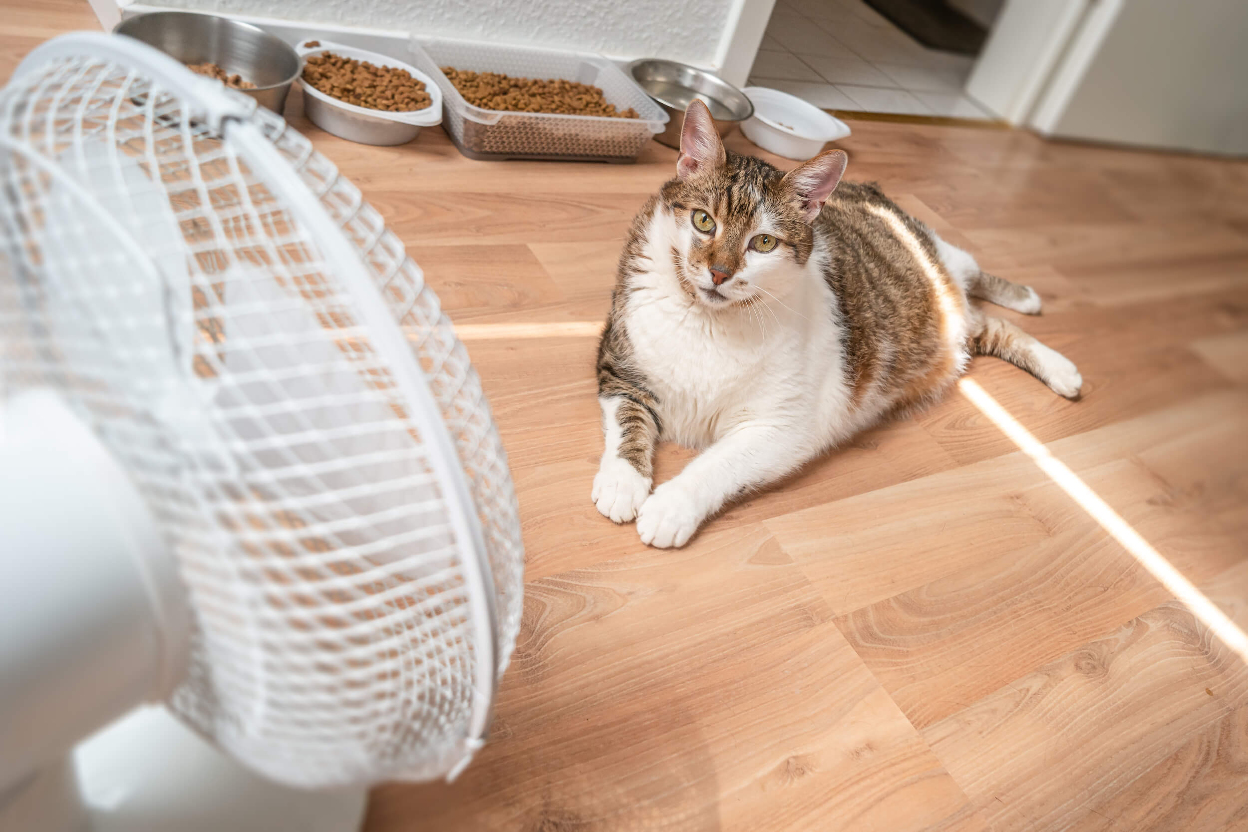 Katze liegt vor einem Ventilator