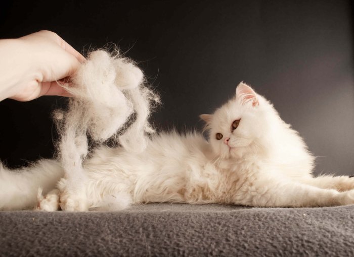 Person bürstet weiße Katze, die viel Fell verliert