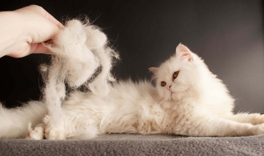 Person bürstet weiße Katze, die viel Fell verliert