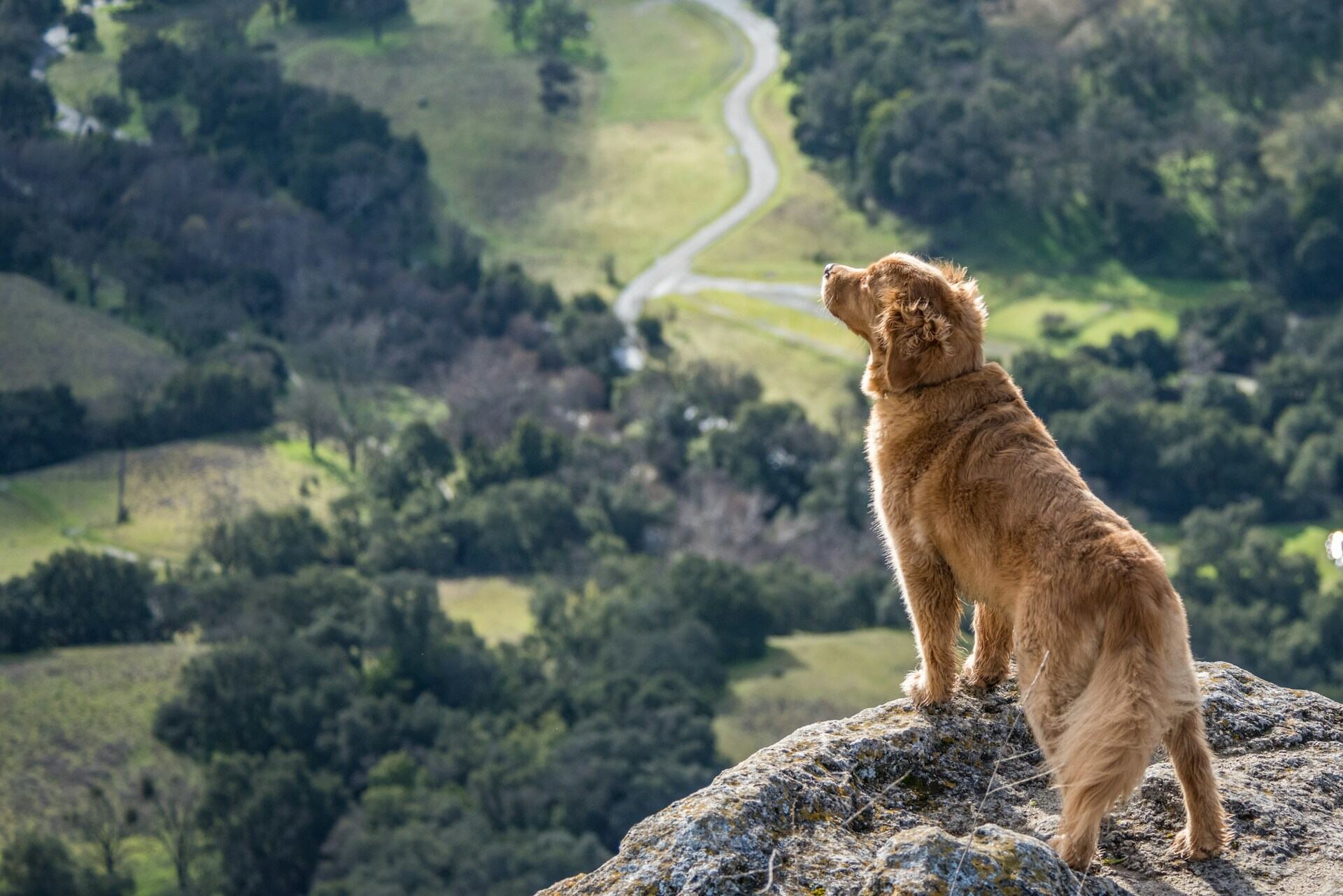 A dog looking over a mountain cliff down into a forest