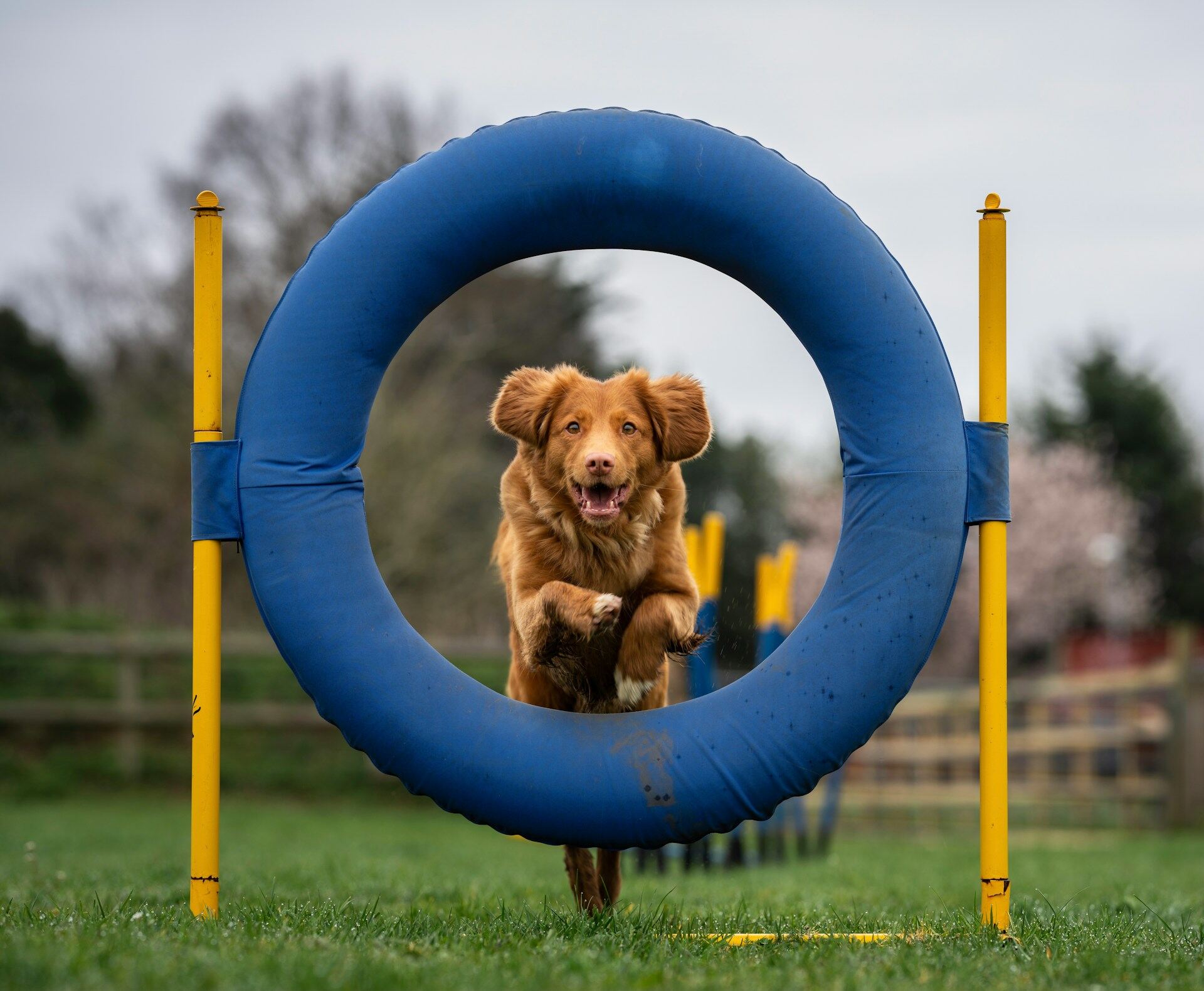A dog jumping through a blue hoop at an agility training session