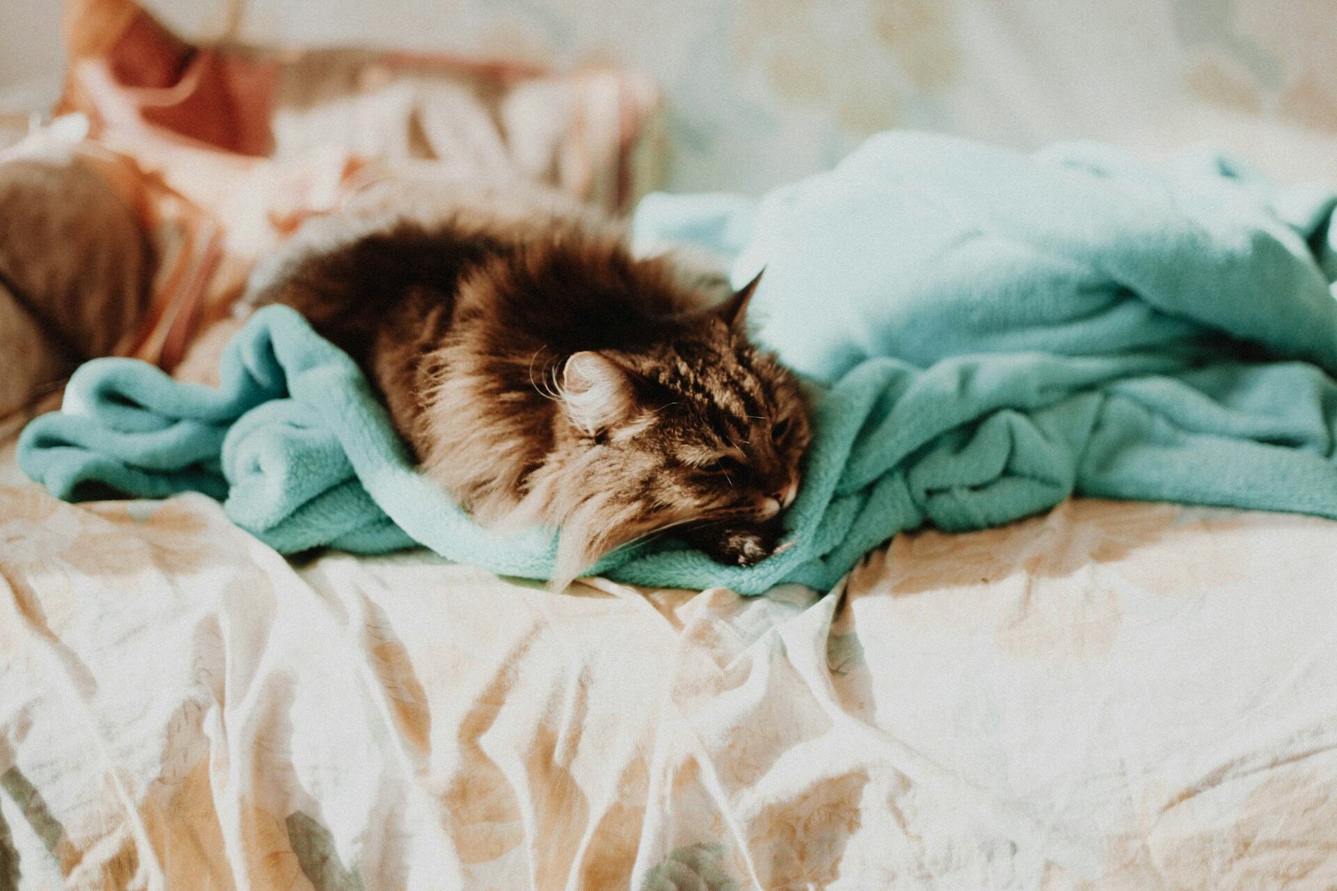 A sick cat lying on a green blanket in bed