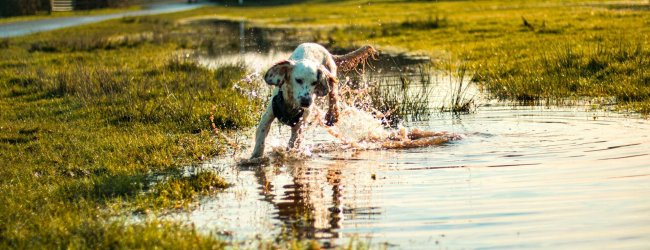 A dog playing in a pond outdoors