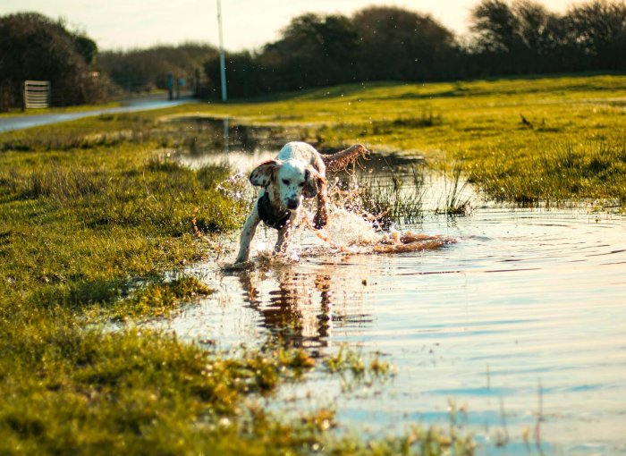 A dog playing in a pond outdoors