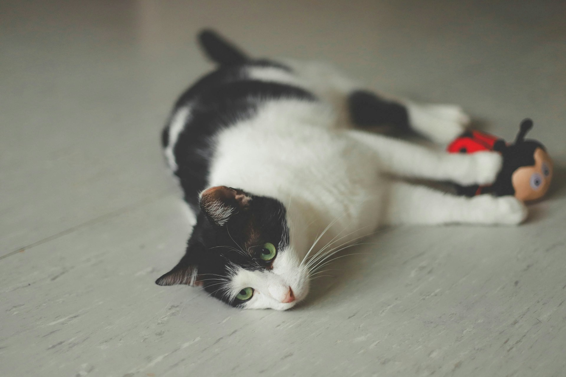 A sick cat lying on the floor with a toy