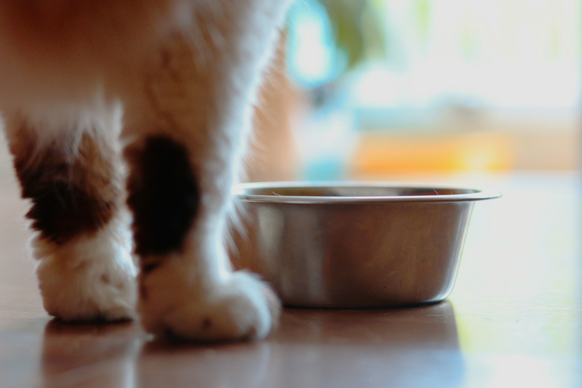 A cat's paws beside a water bowl