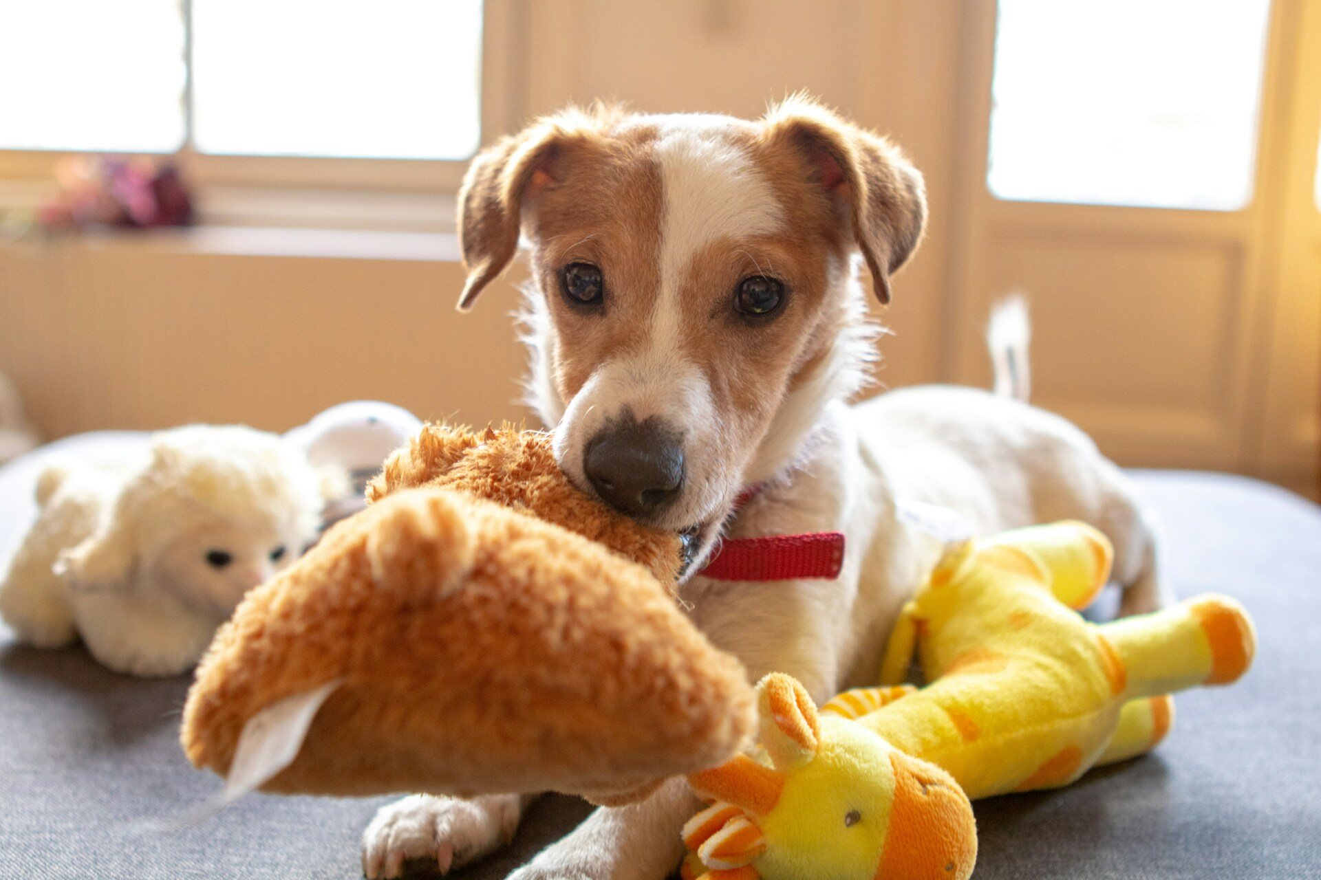 Een puppy die binnenshuis op speelgoed kauwt