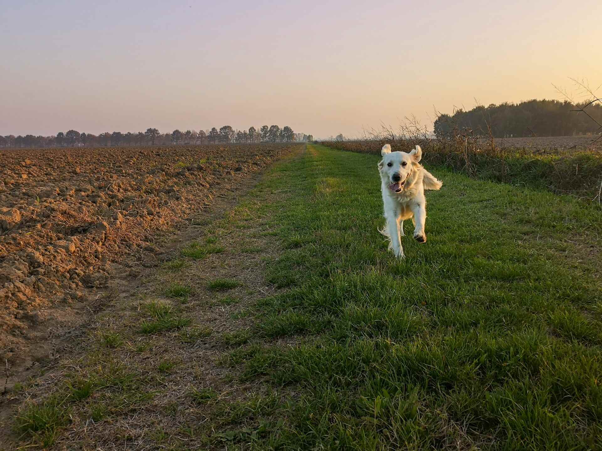 A dog running through an open field