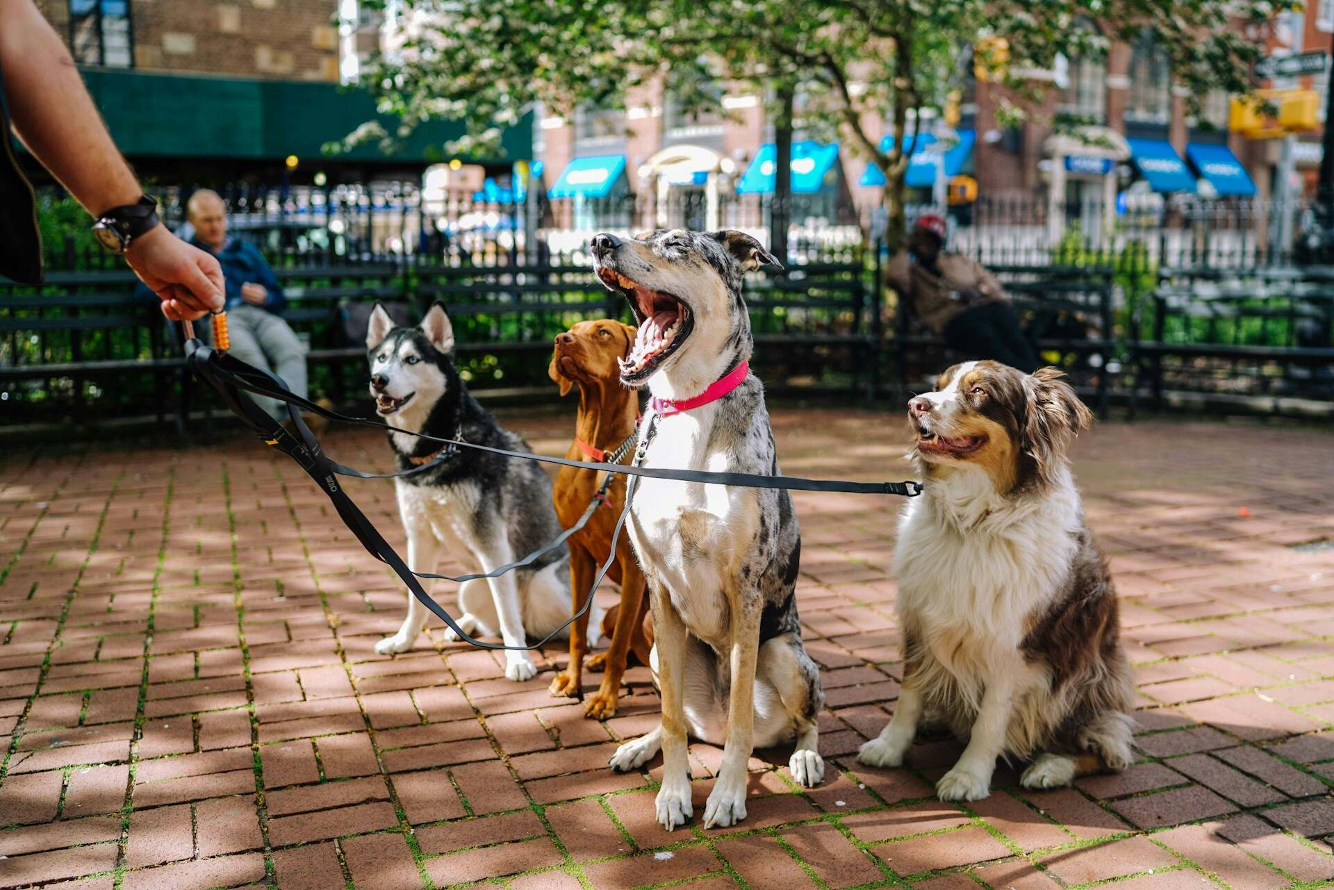 A pack of leashed dogs at a park