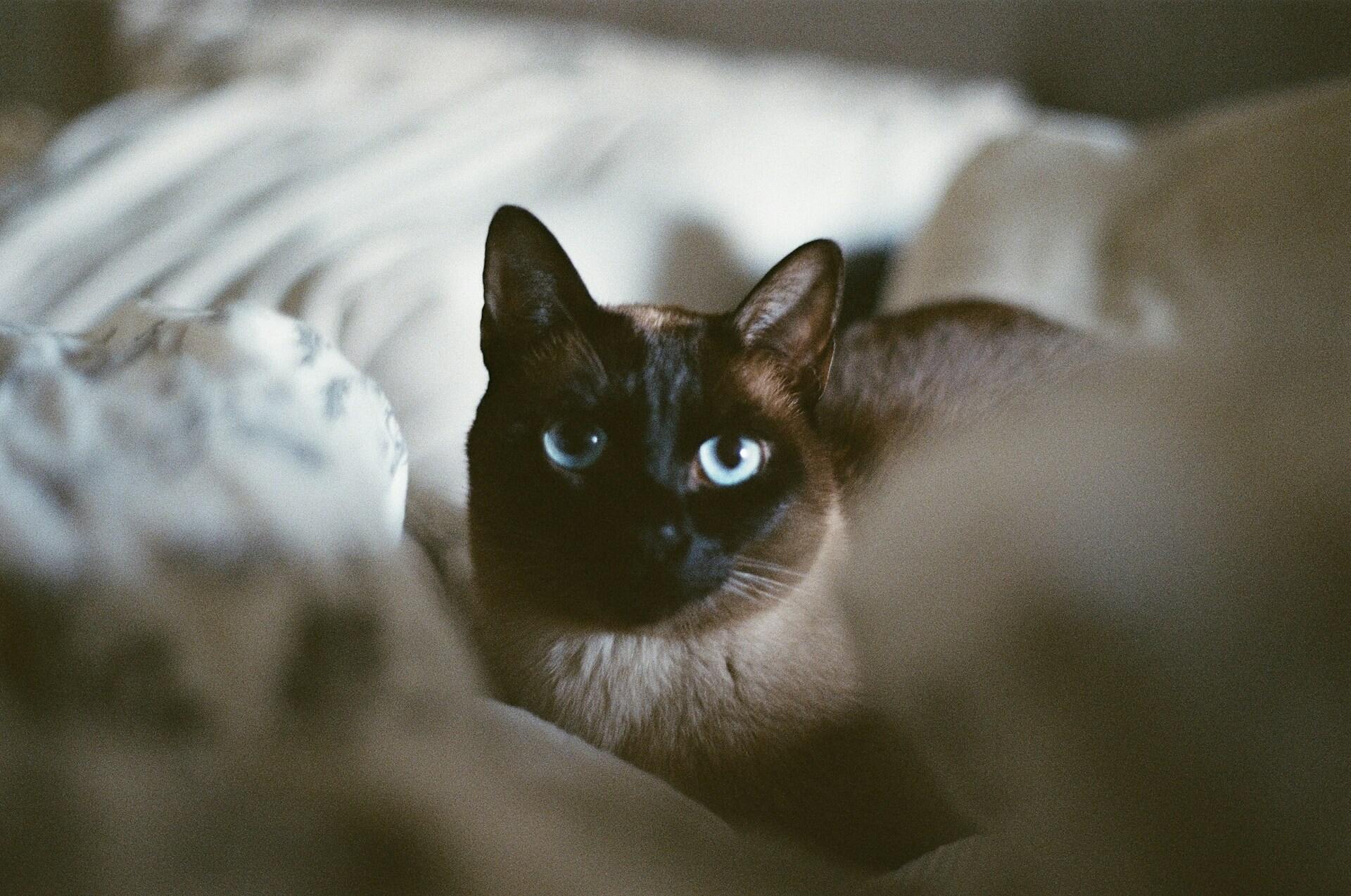 A Tonkinese cat sitting on a bed