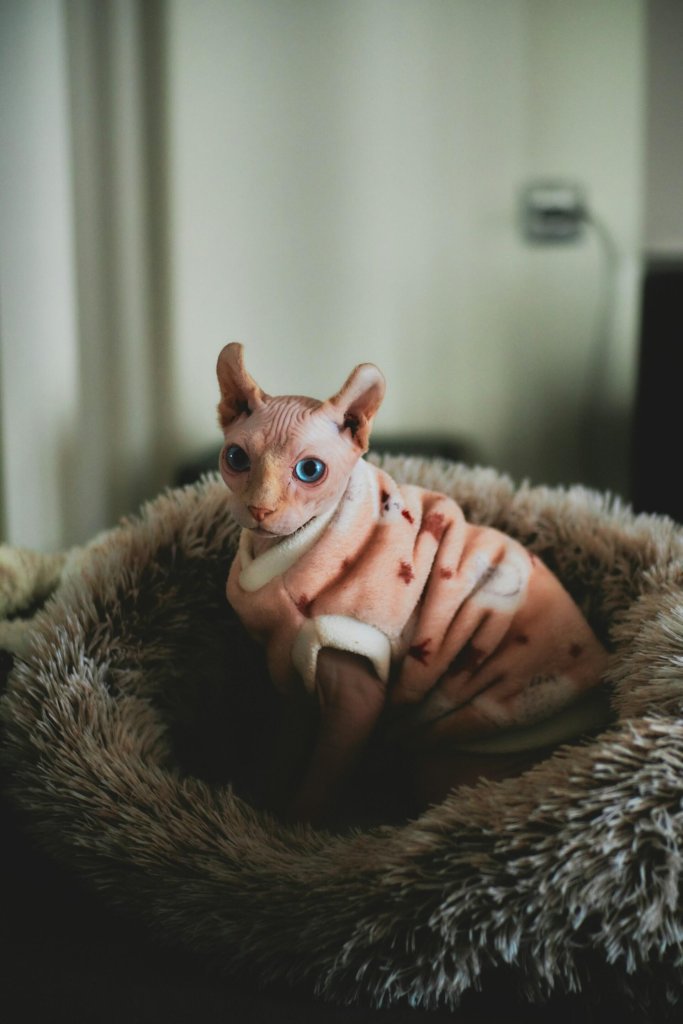 A Sphynx cat sitting on a cushion