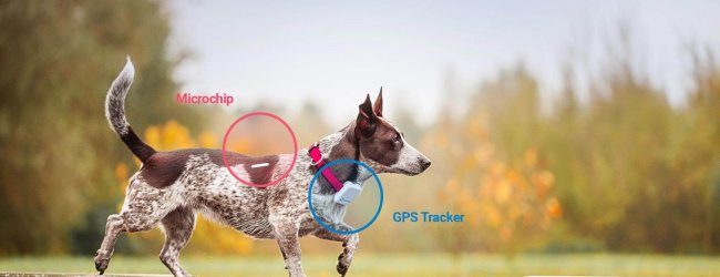 microchip versus gps voor honden