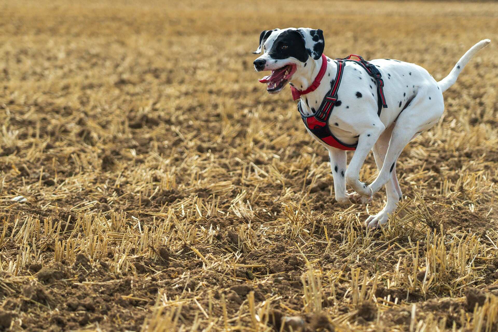 A black and white dog wearing a harness running in a field