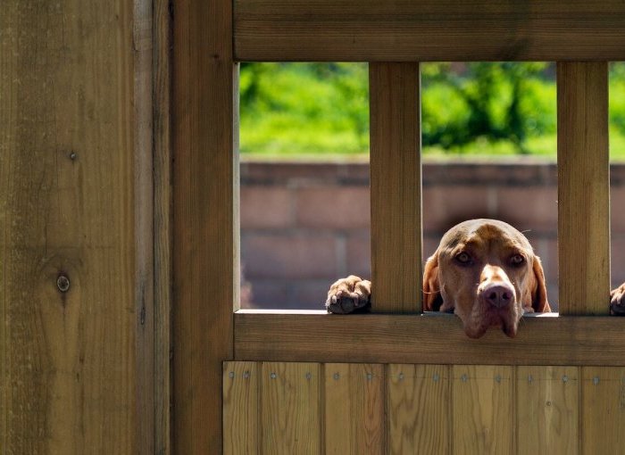 Een hond die door een houten hek gluurt