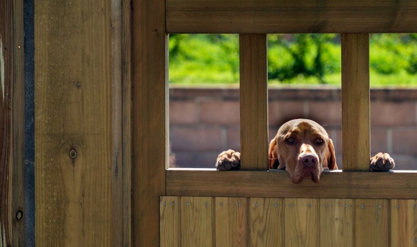 Een hond die door een houten hek gluurt