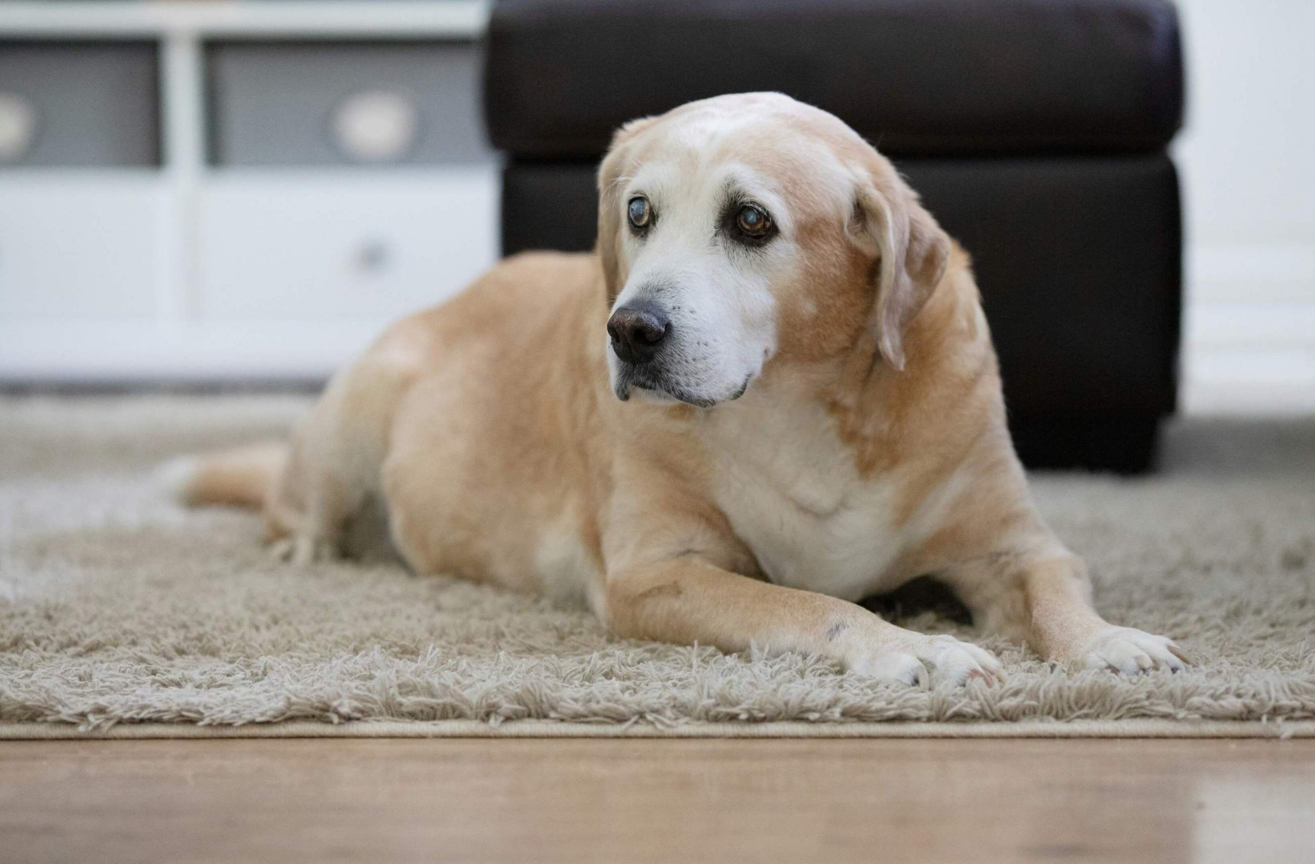 Alter Labrador liegt auf einem Teppich