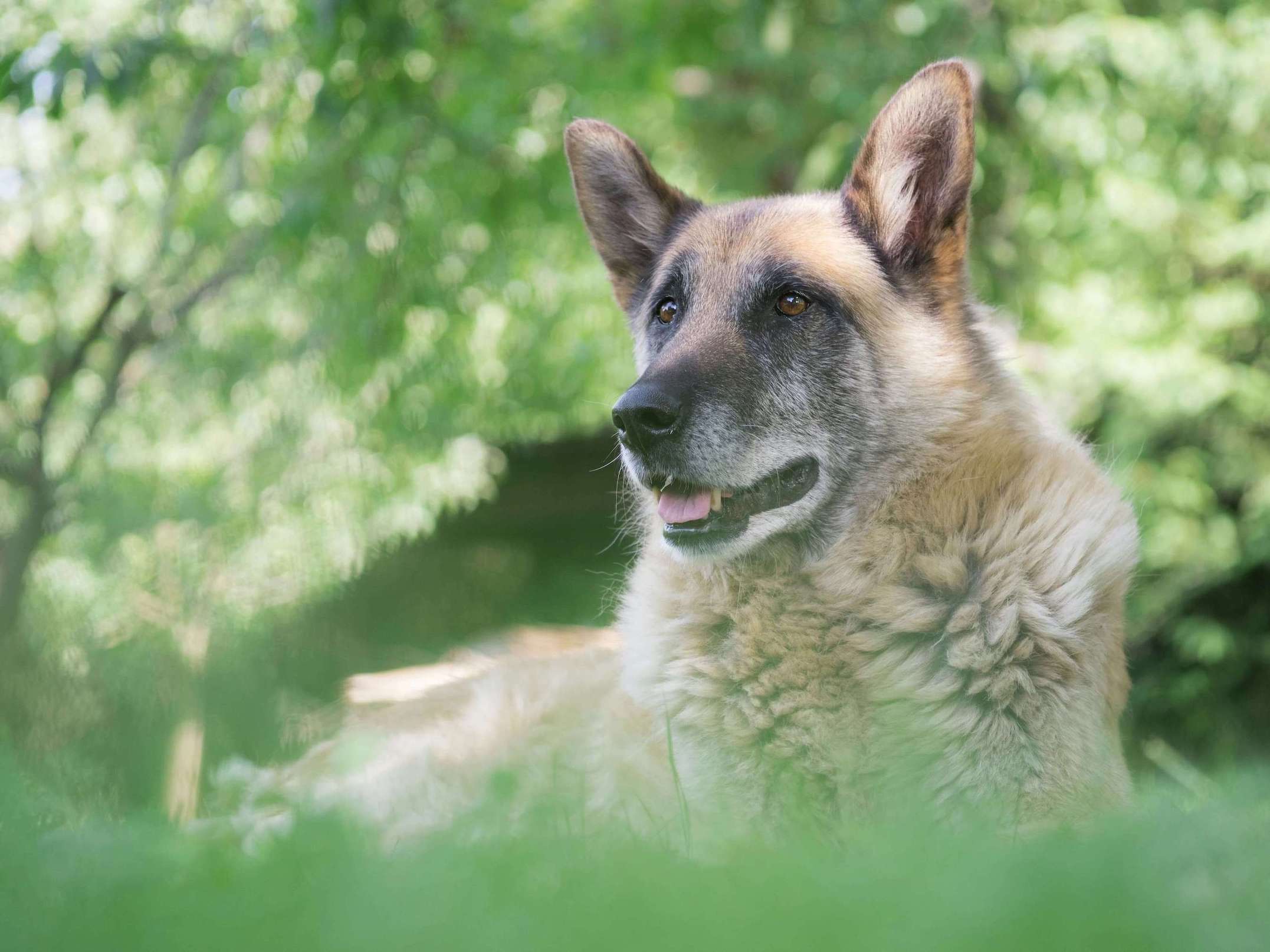 Älterer Schäferhund liegt in einer Wiese im Garten