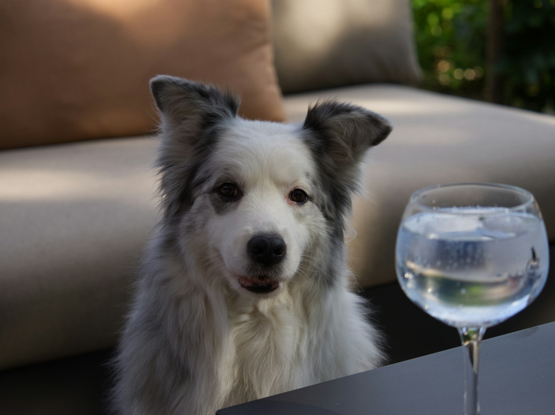 A white dog sitting in front of a coffee table with a glass of water