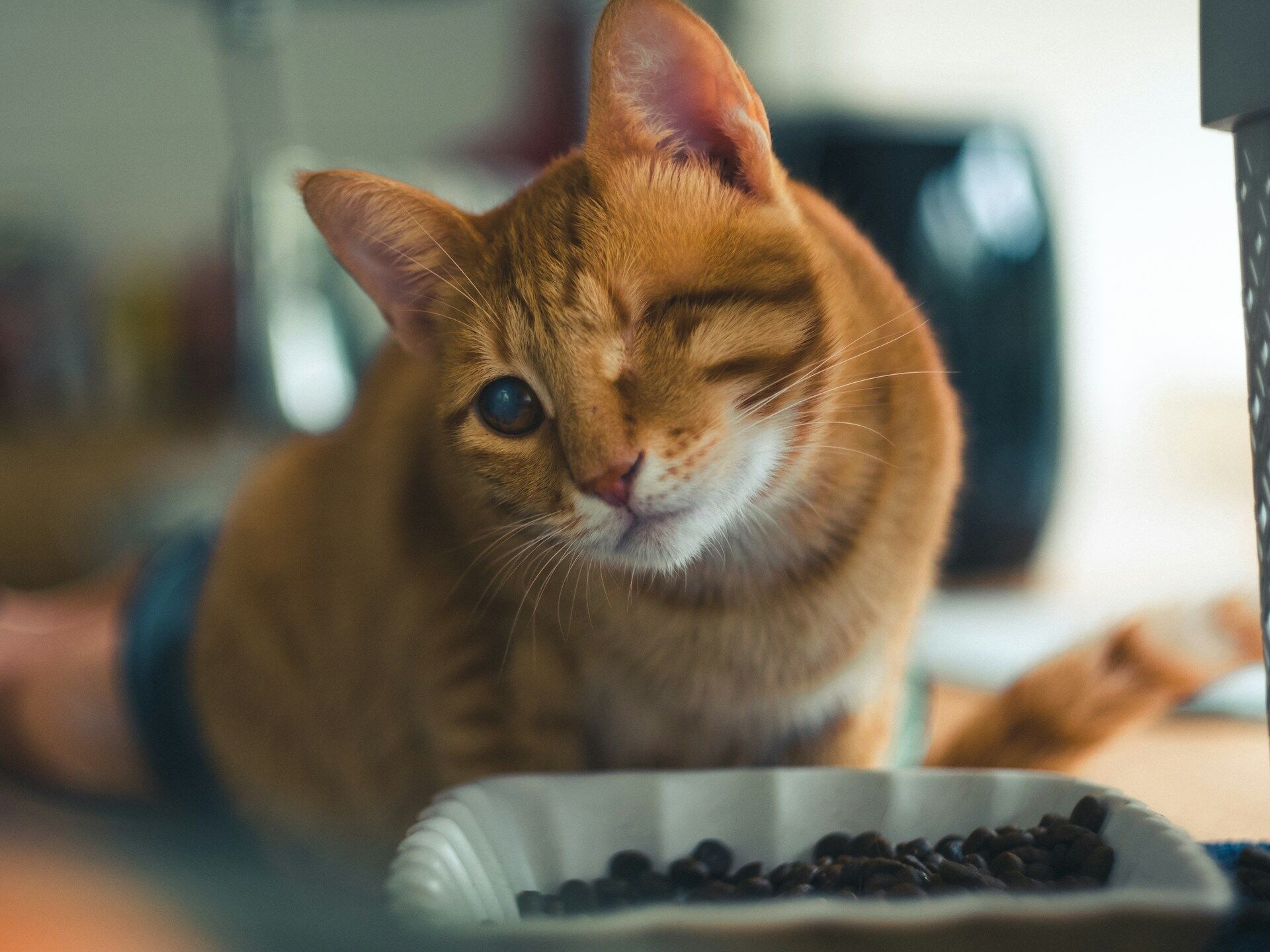 A one-eyed cat eating from a food bowl