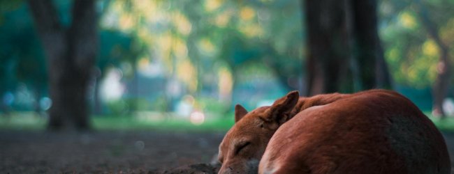 A brown dog sleeping outdoors