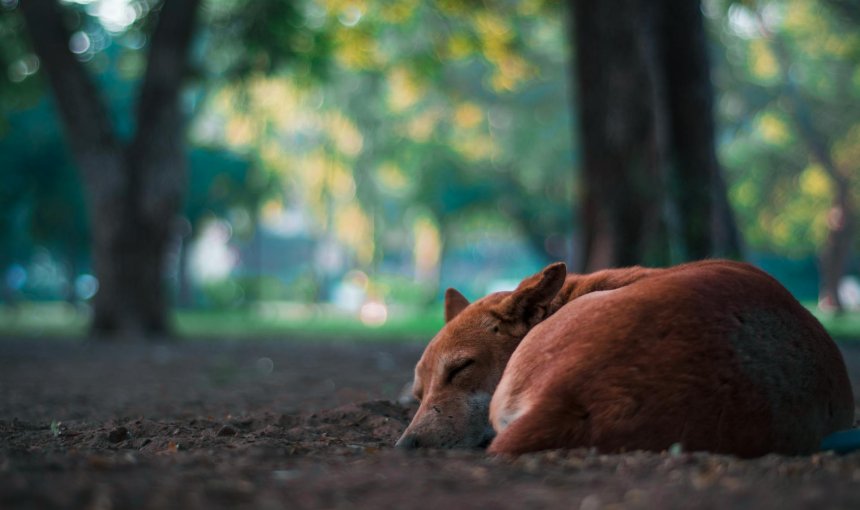 A brown dog sleeping outdoors
